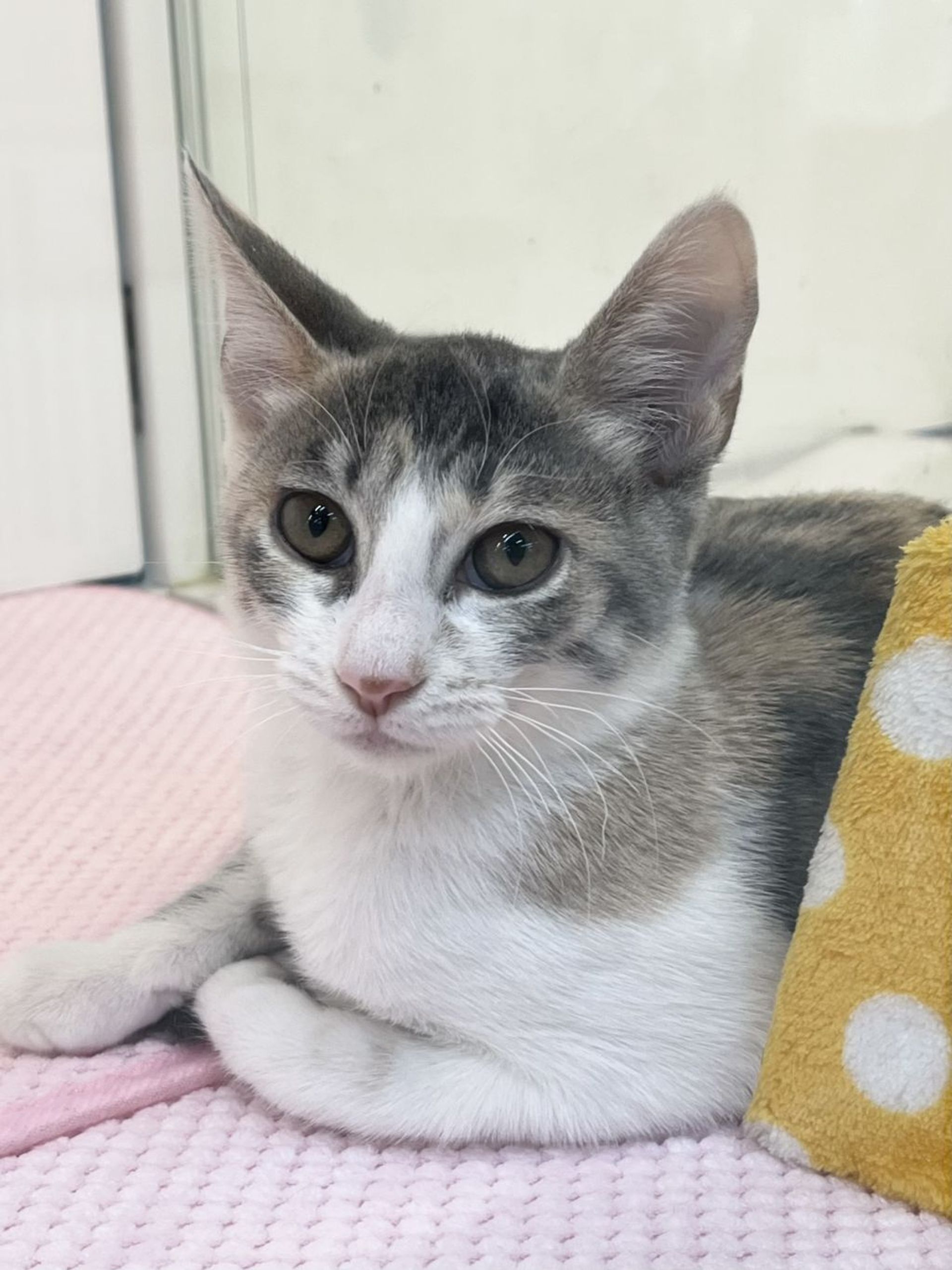 雑種（ミックス猫）・メスの里親募集の写真