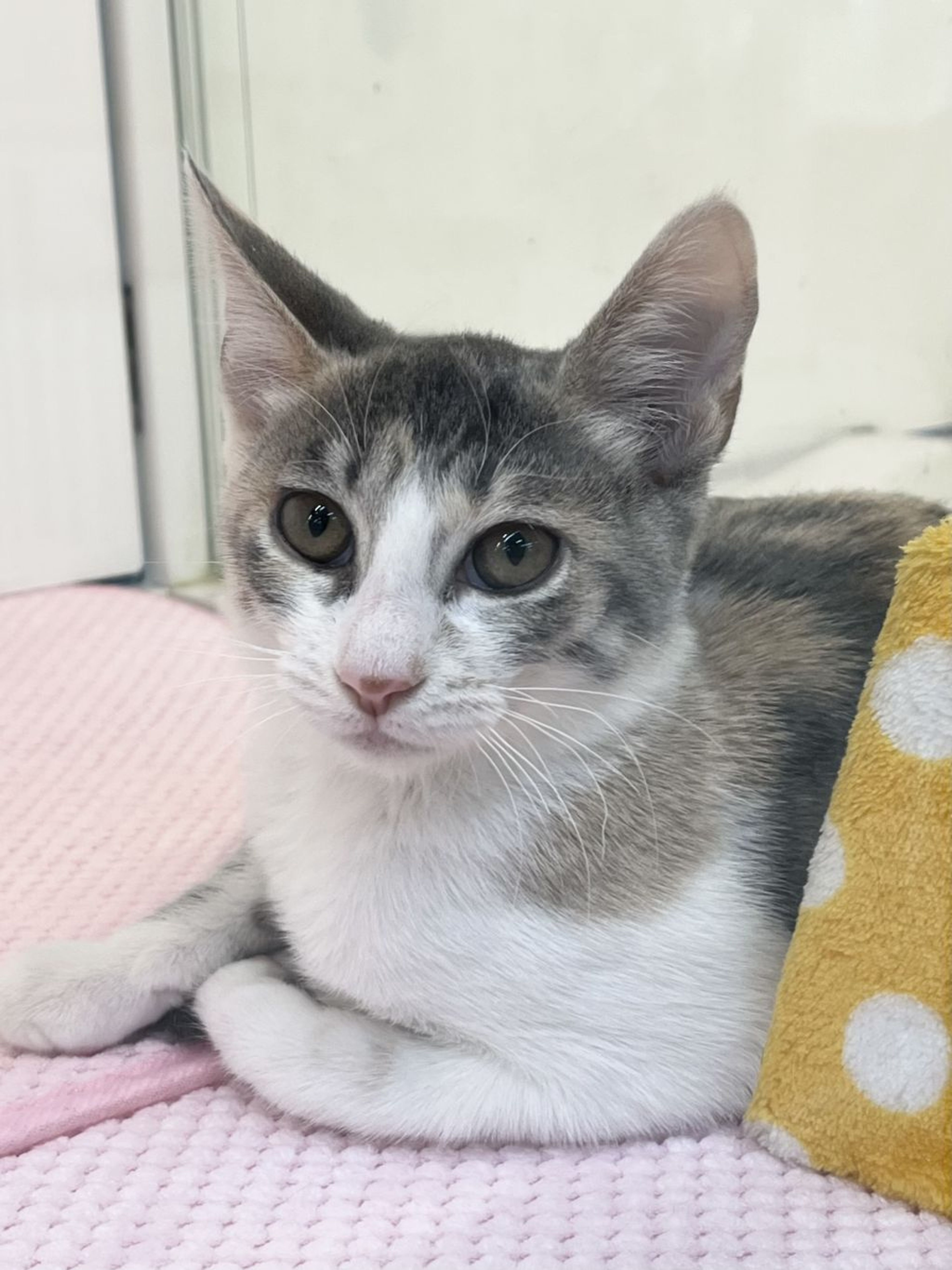 雑種（ミックス猫）・メスの里親募集の写真