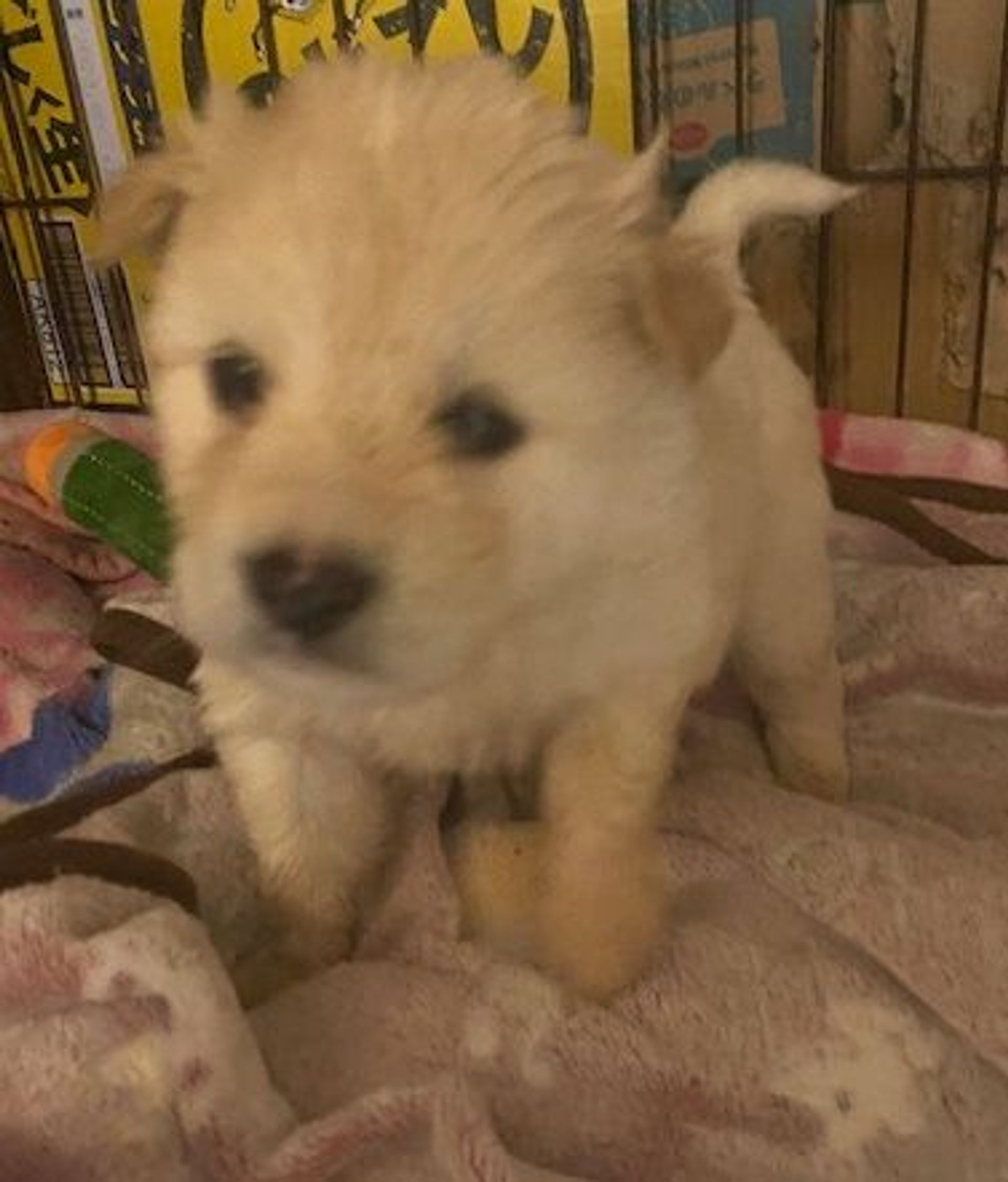 雑種（ミックス犬）・オスの里親募集の写真