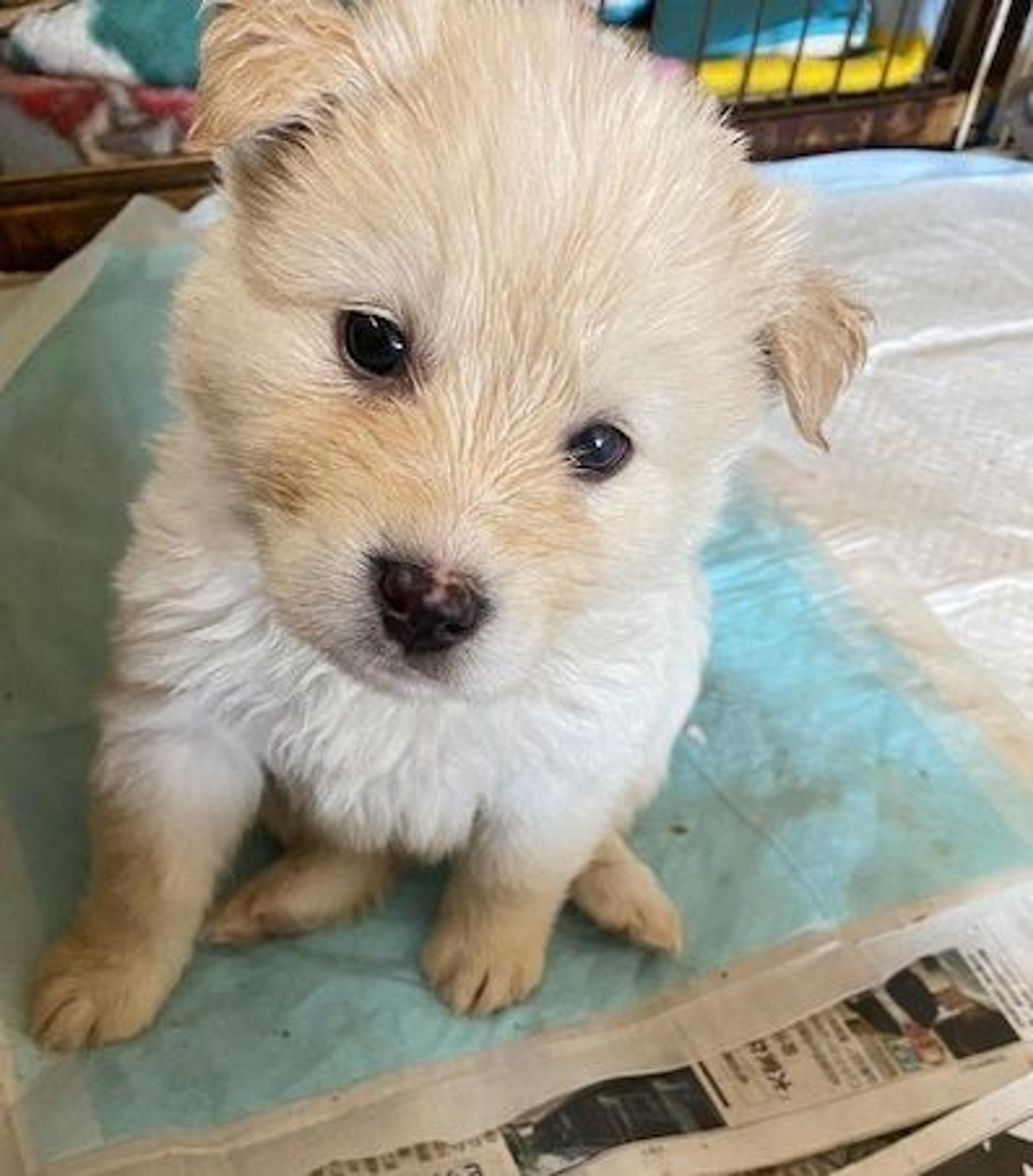 pet-image-2