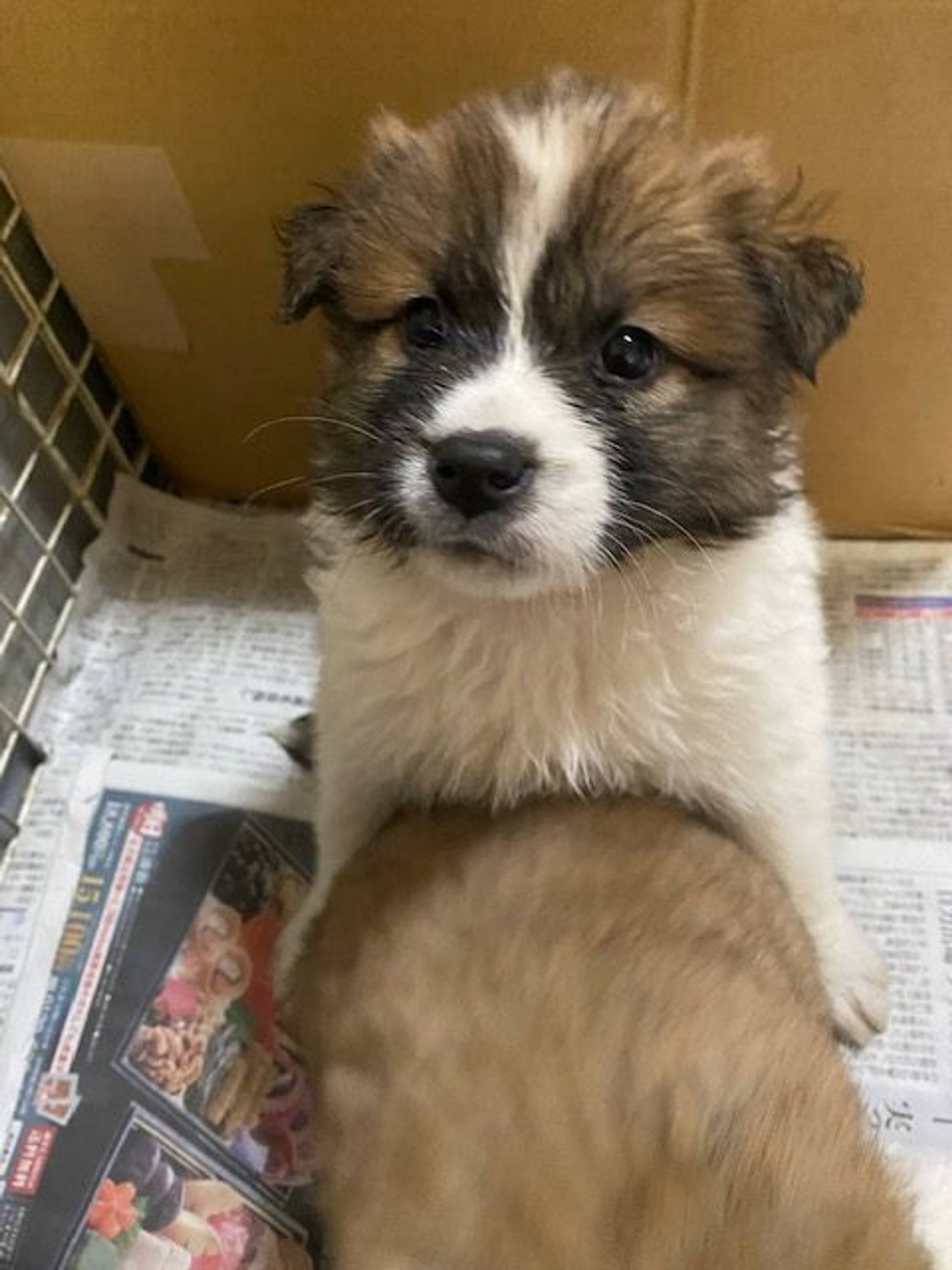 雑種（ミックス犬）・オスの里親募集の写真