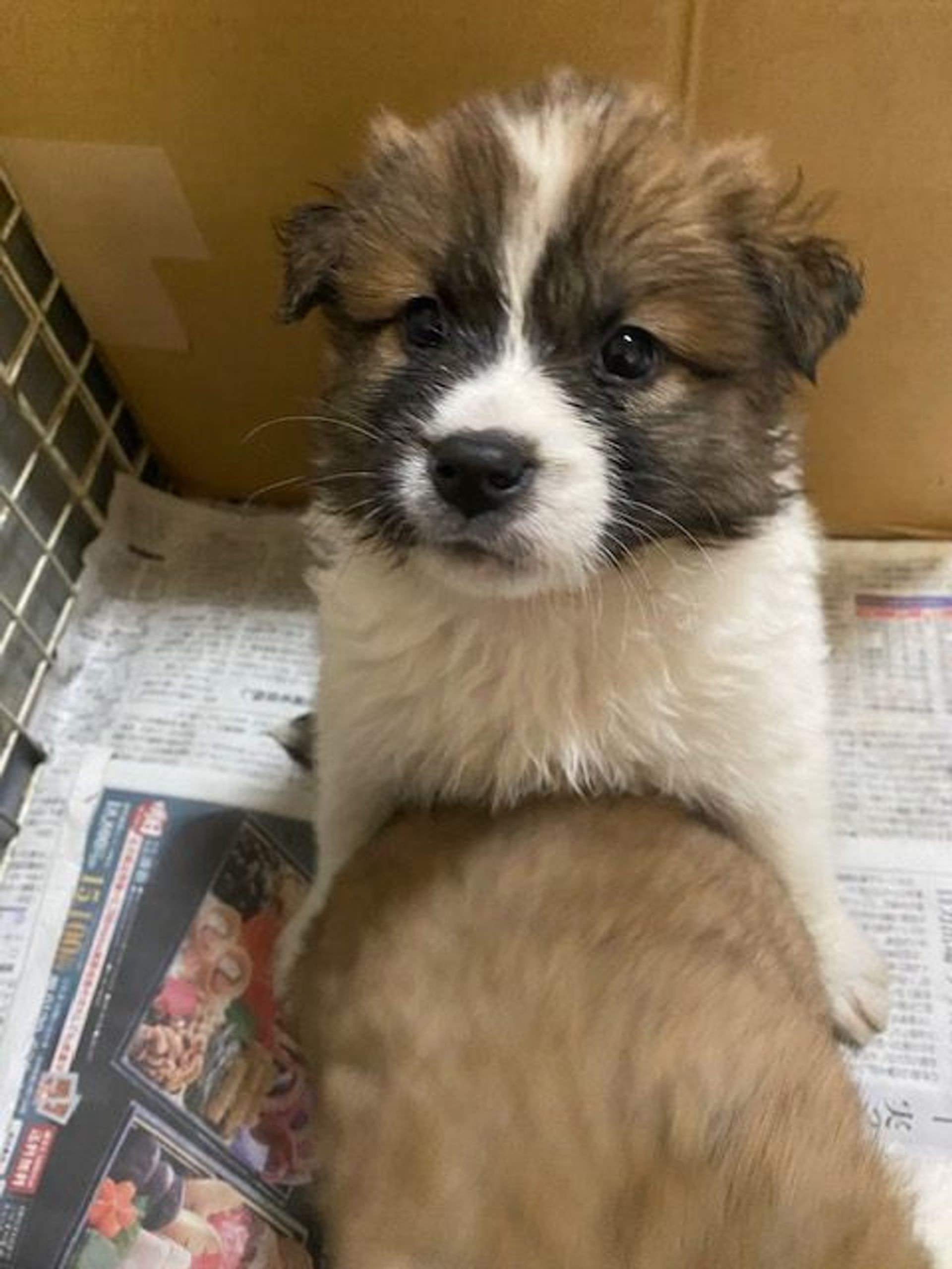 雑種（ミックス犬）・オスの里親募集の写真