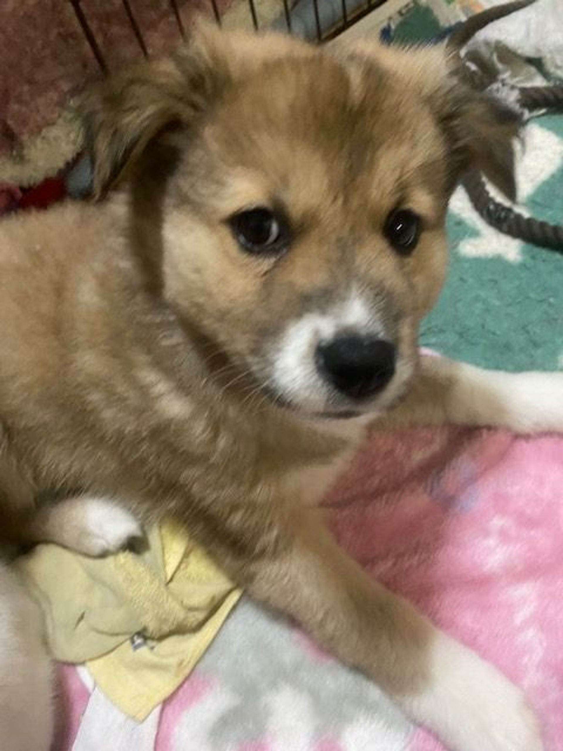 雑種（ミックス犬）・メスの里親募集の写真