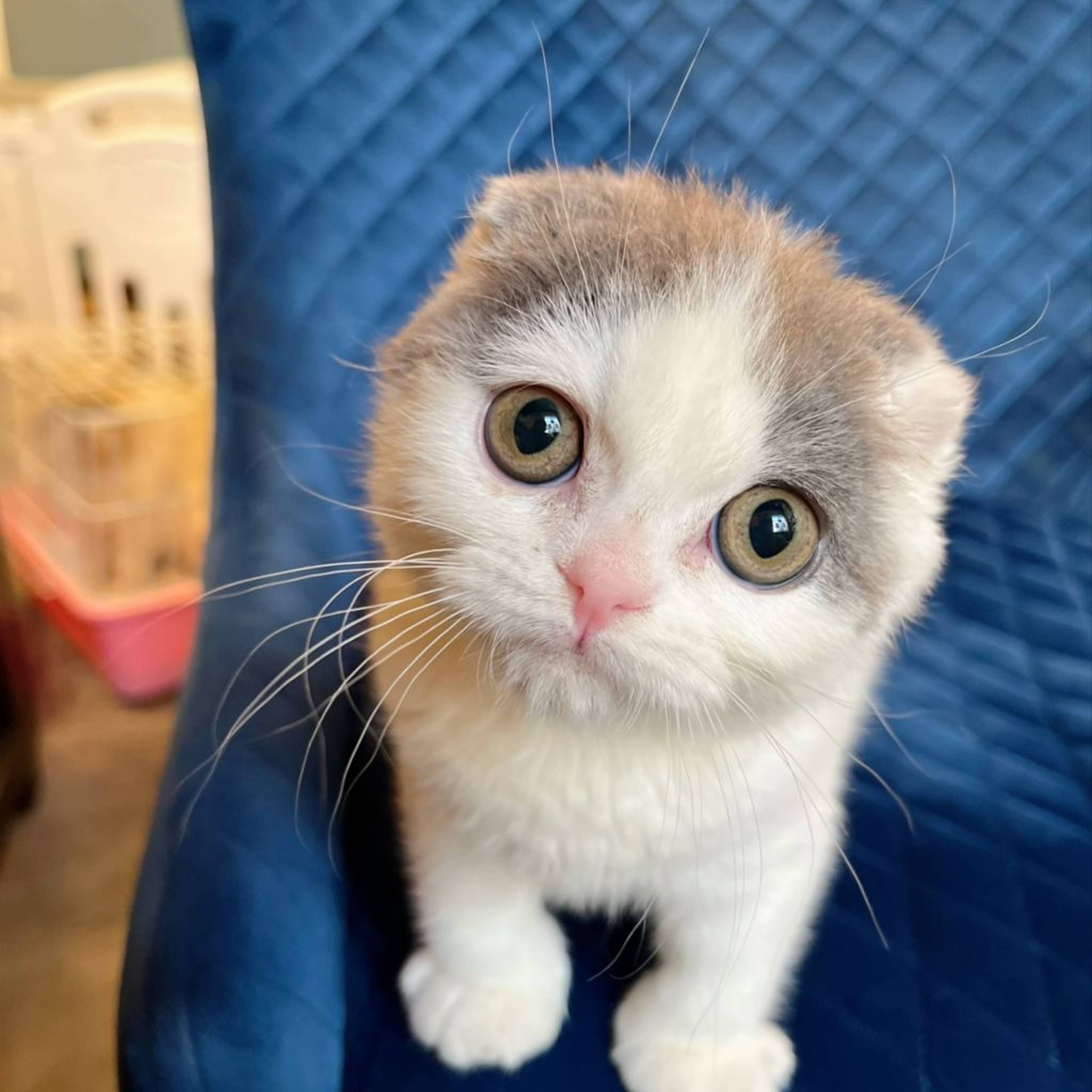 スコティッシュフォールド・オスの里親募集の写真