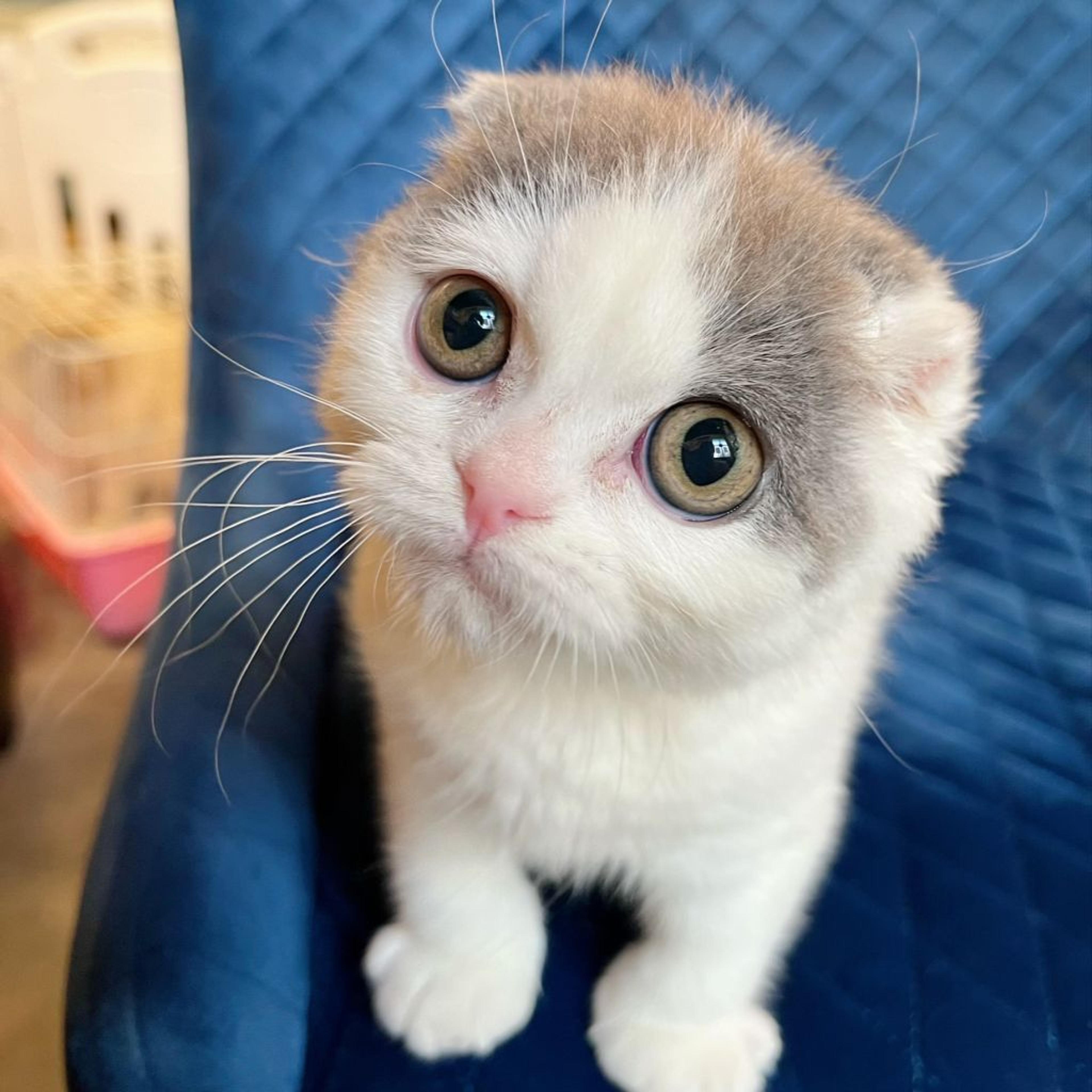 pet-image-2
