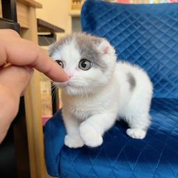 thumb-2