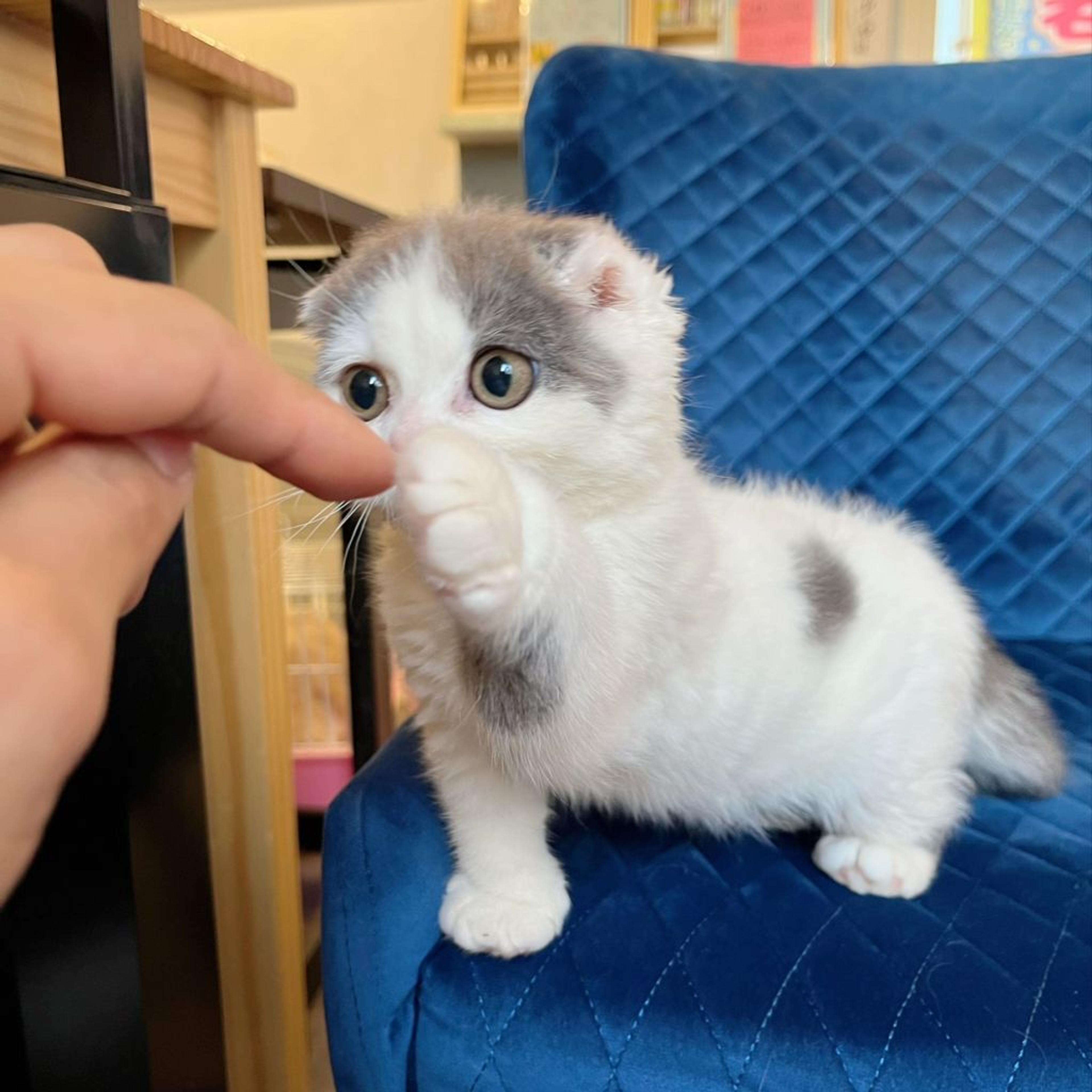pet-image-4
