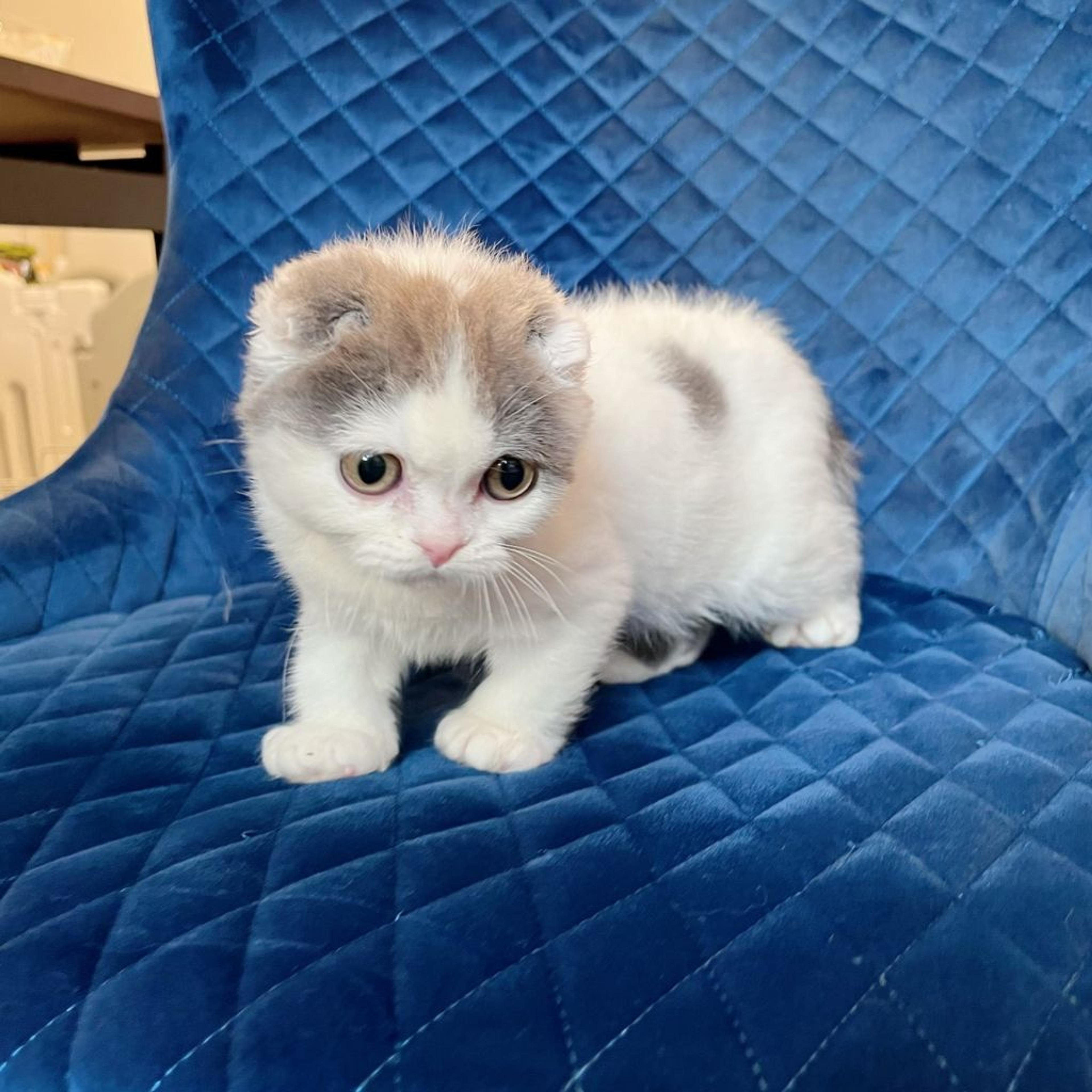 pet-image-5