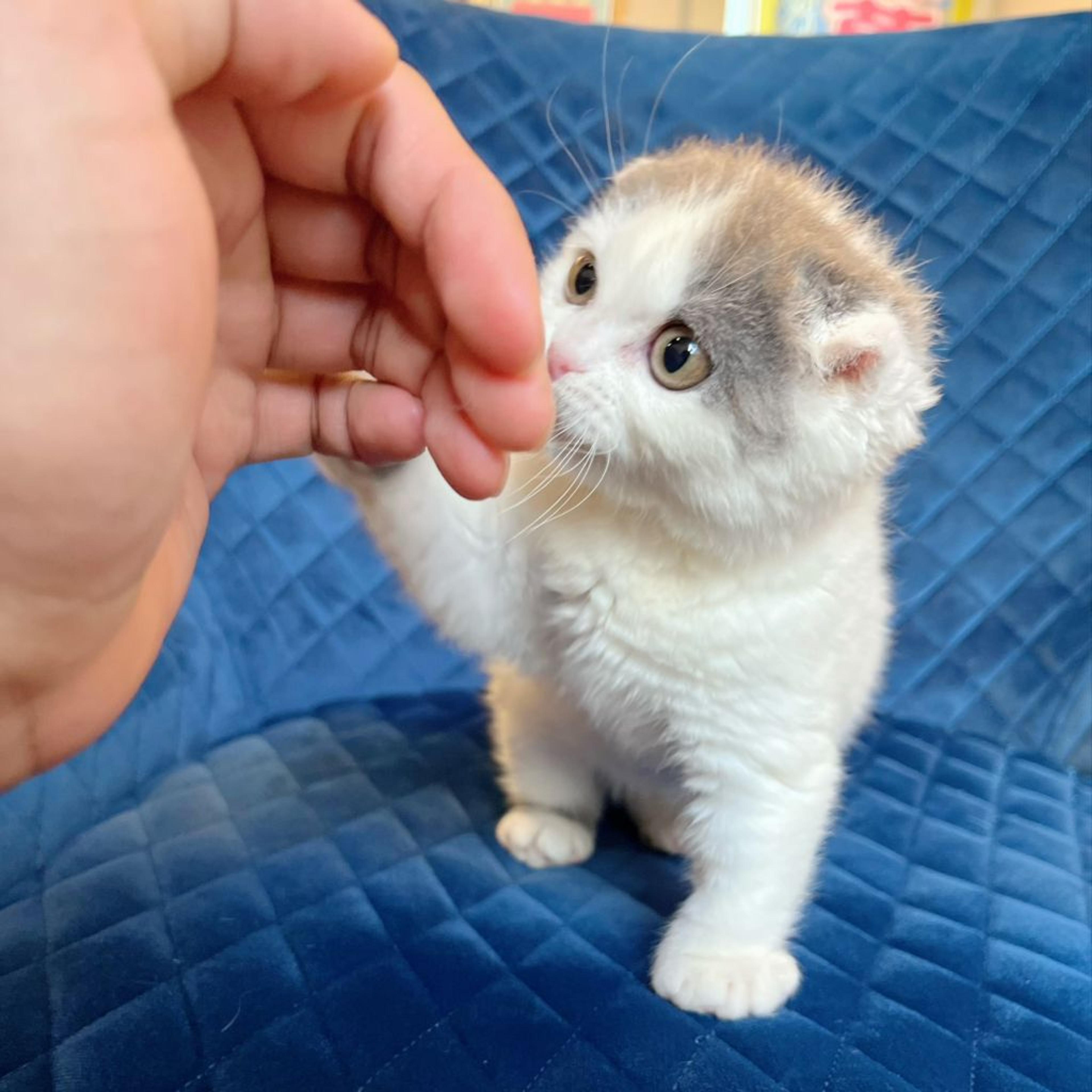 pet-image-6