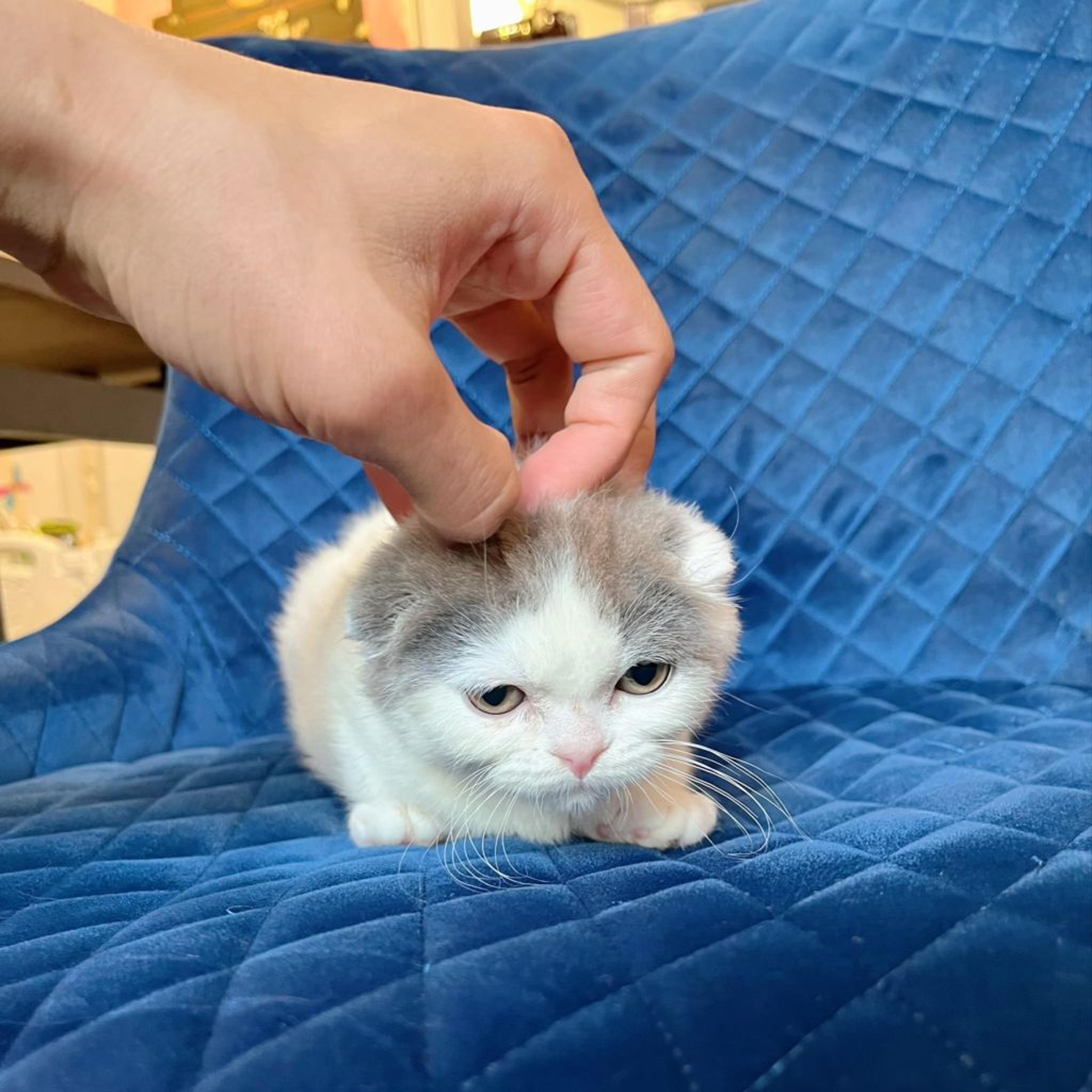 pet-image-7