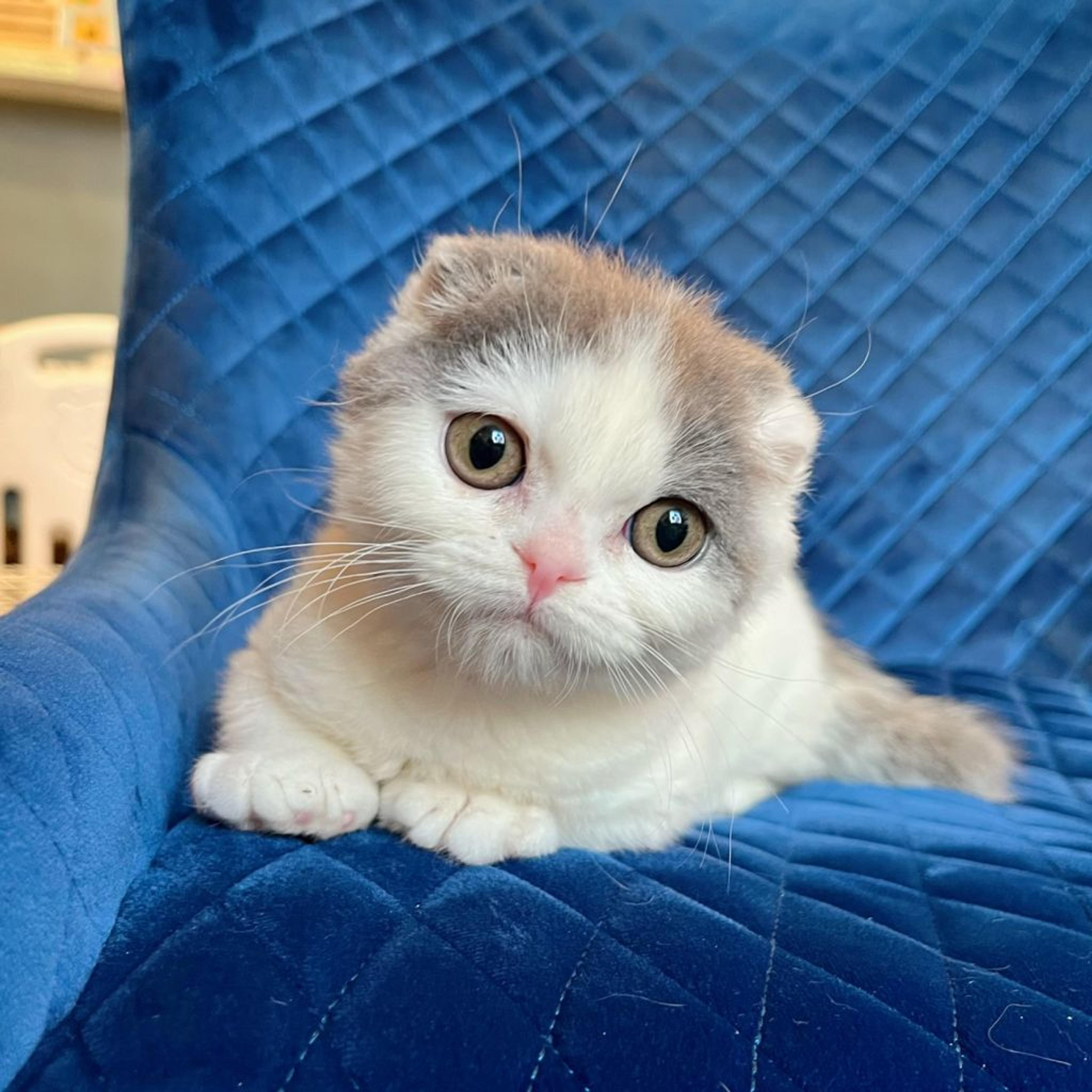 pet-image-8