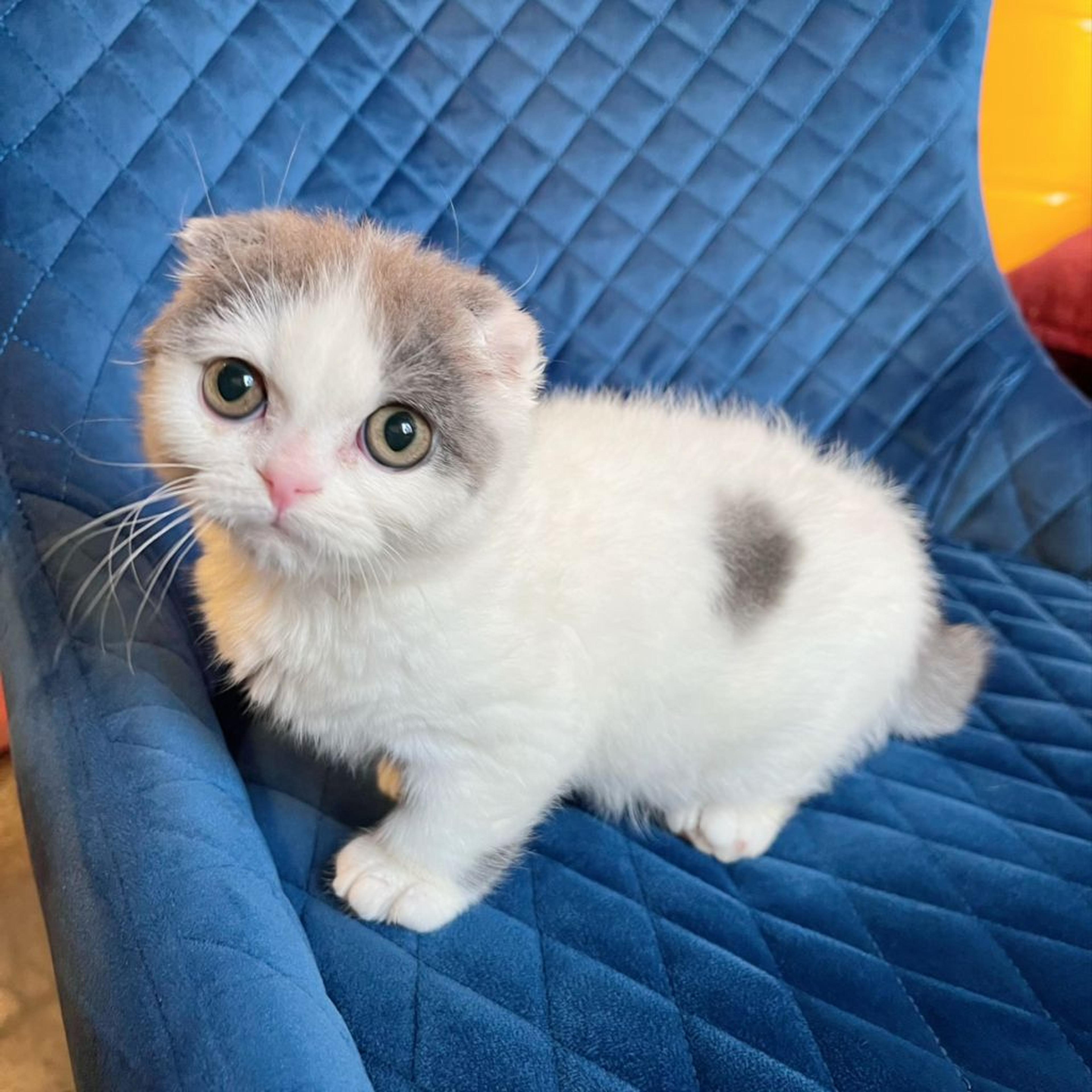pet-image-9