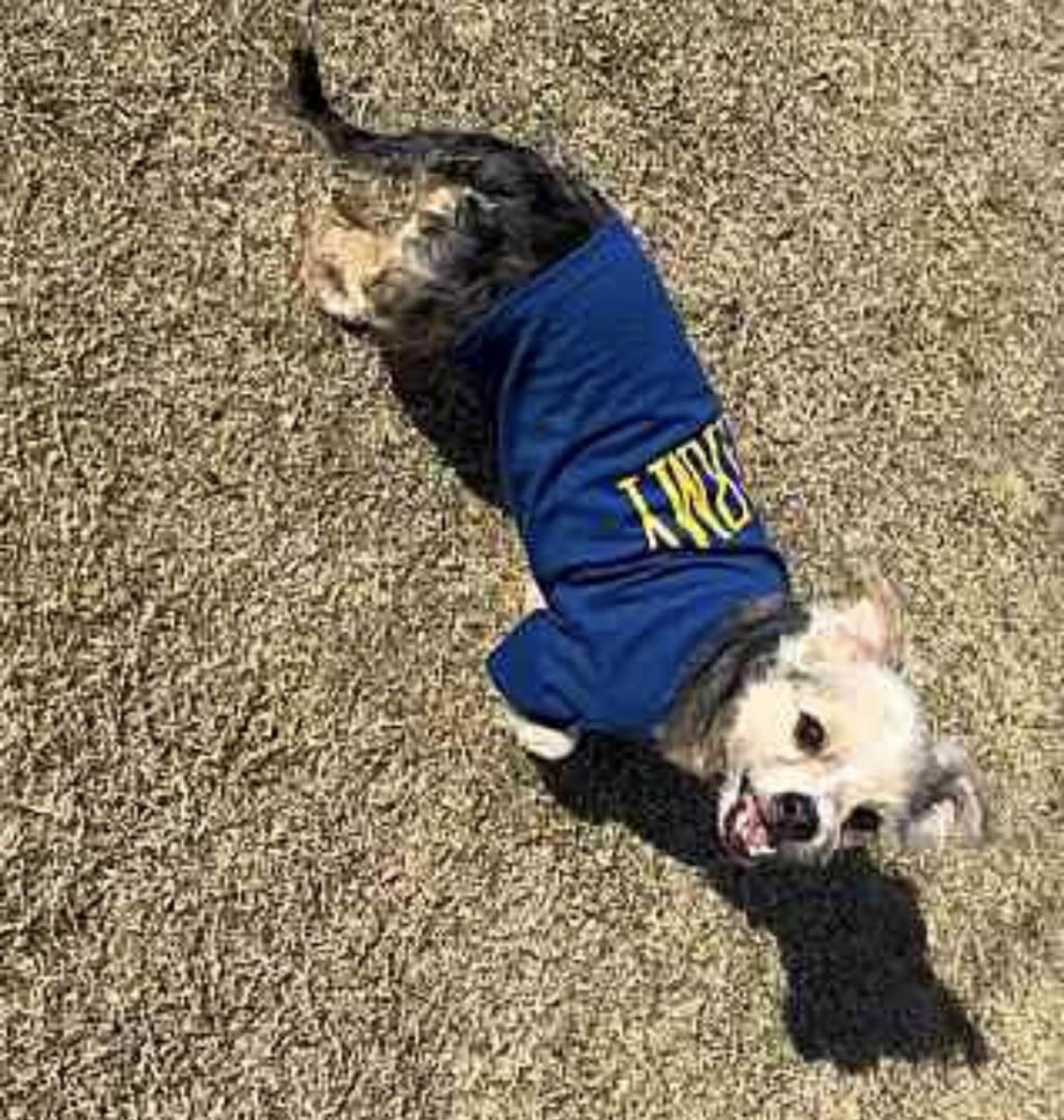 pet-image-5