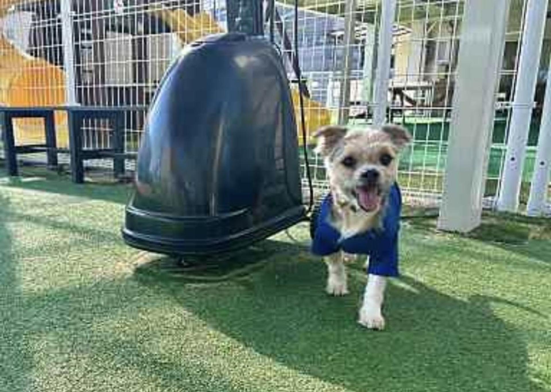 pet-image-7