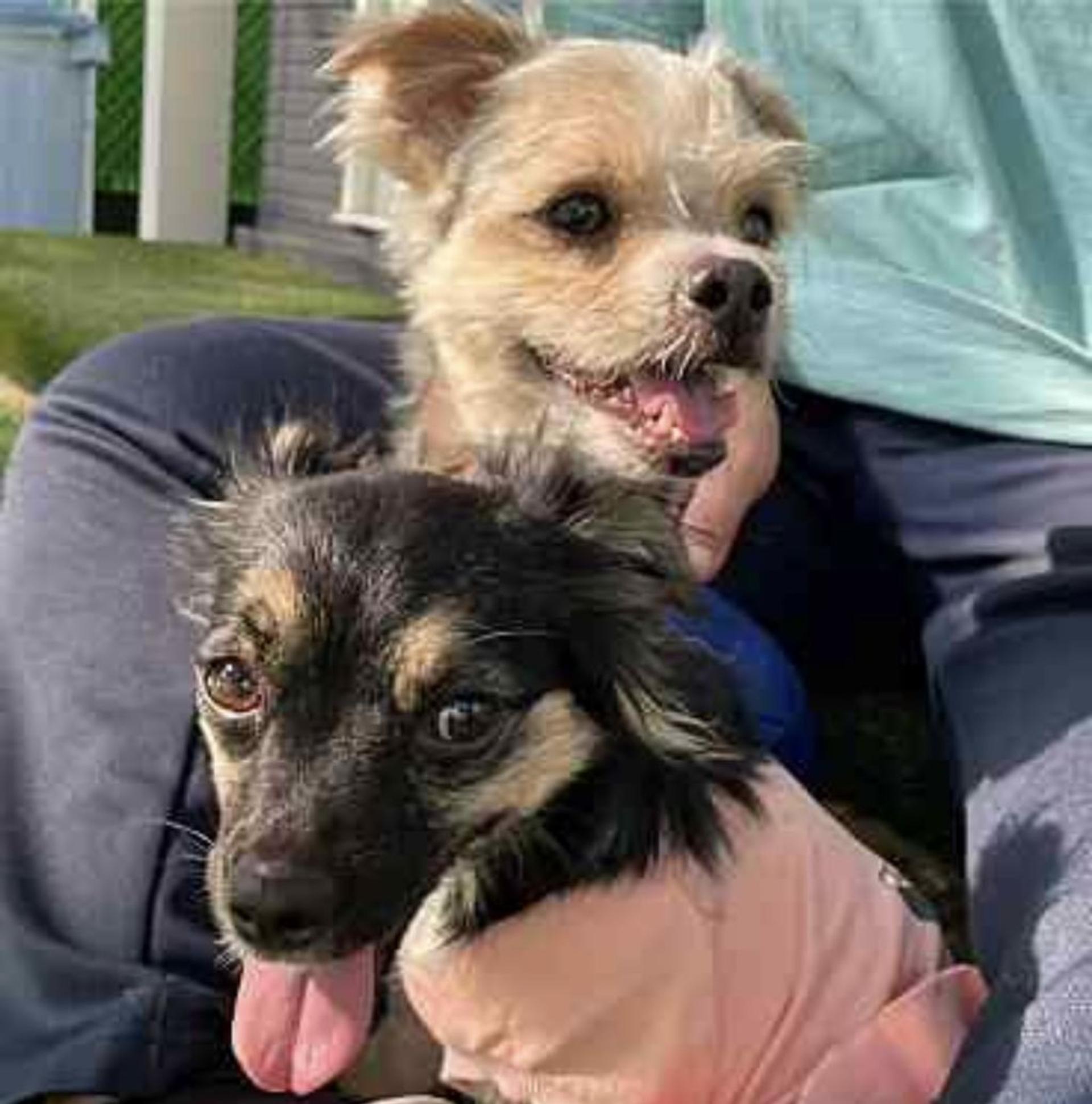 pet-image-8