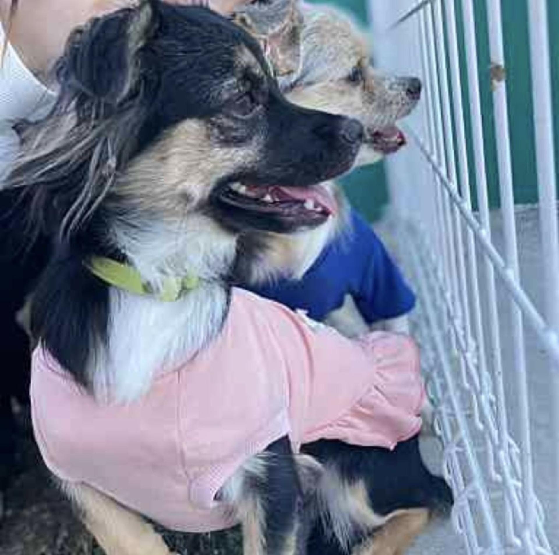 pet-image-9
