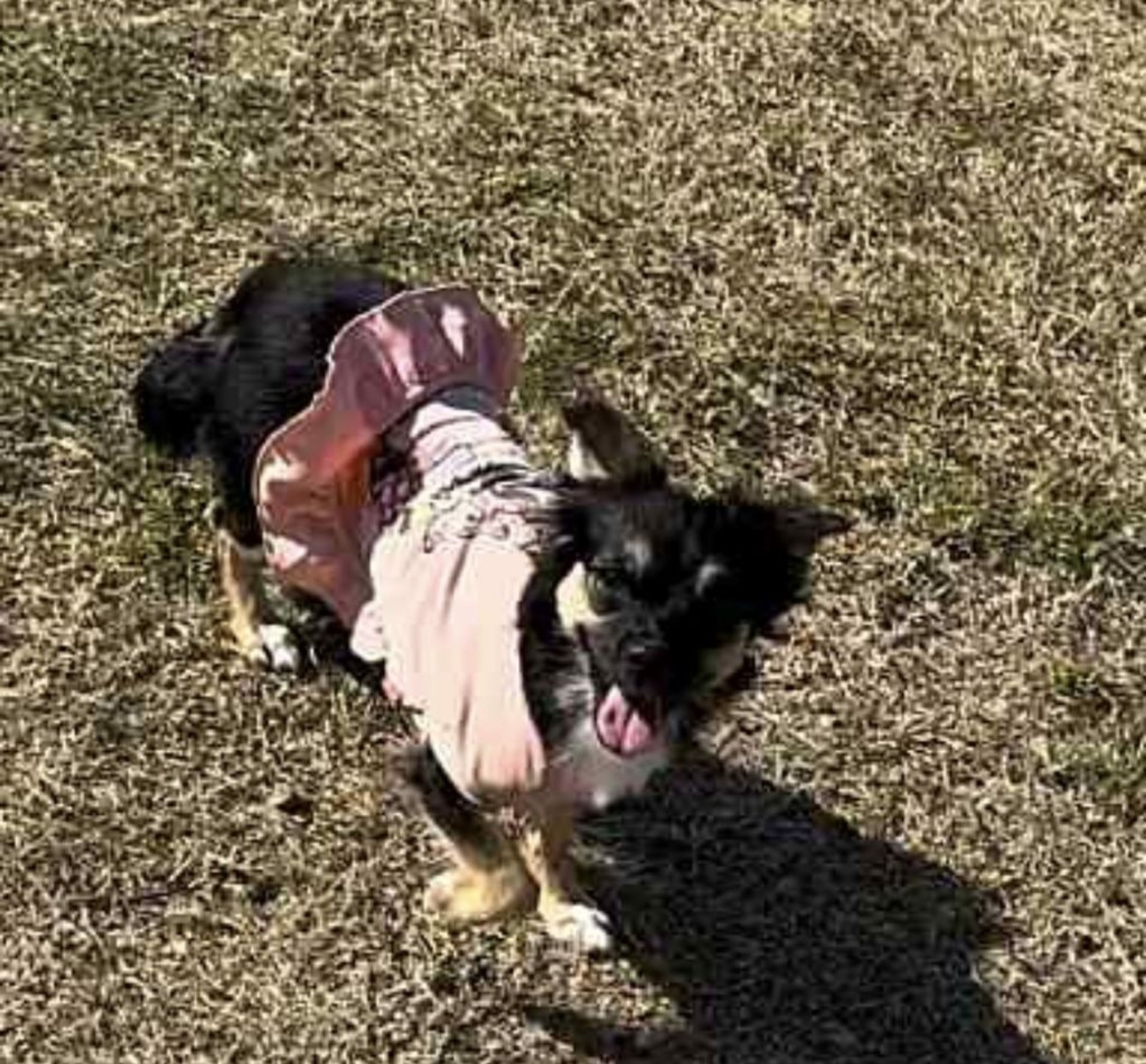 pet-image-3