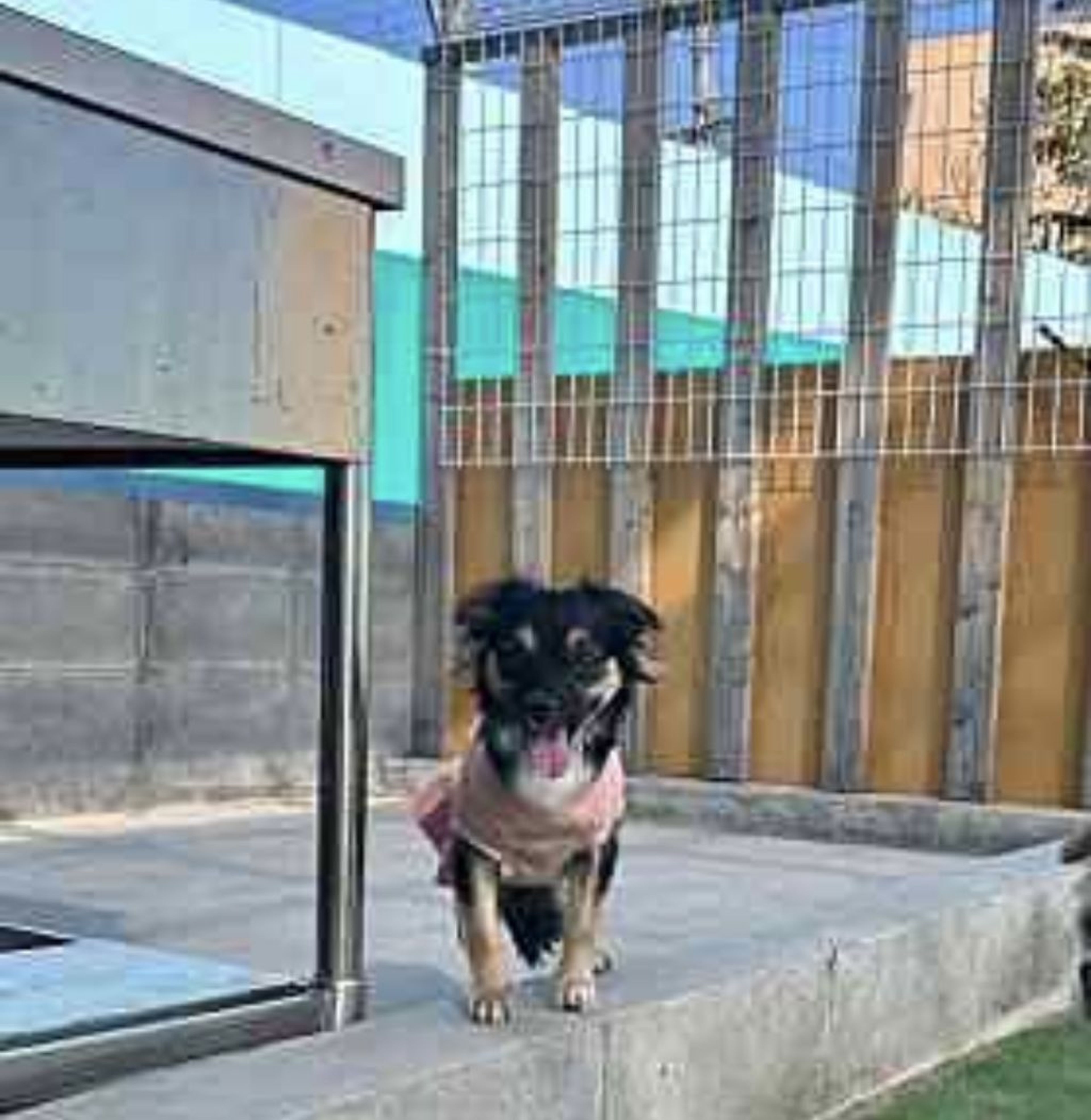 pet-image-5