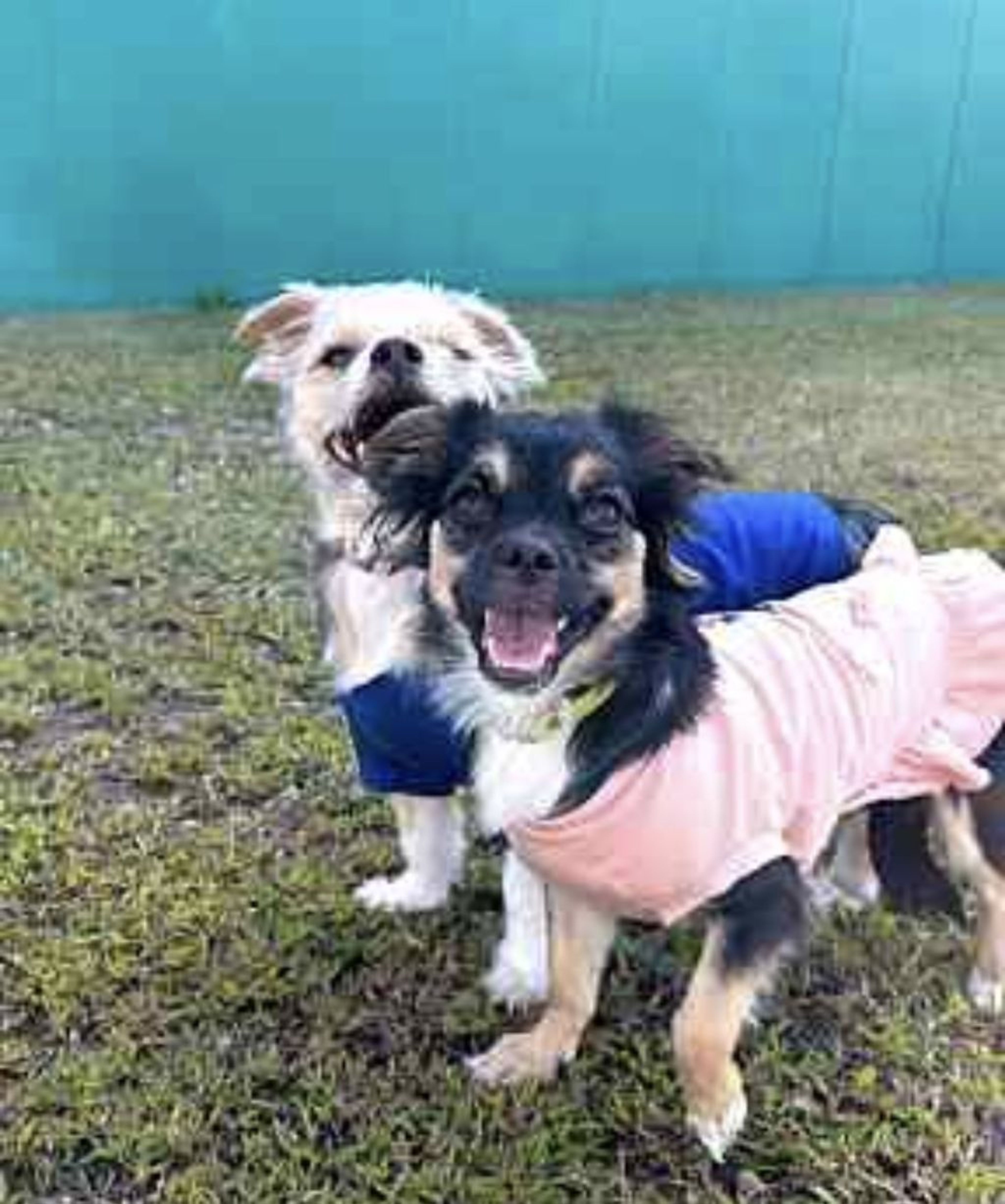 pet-image-6