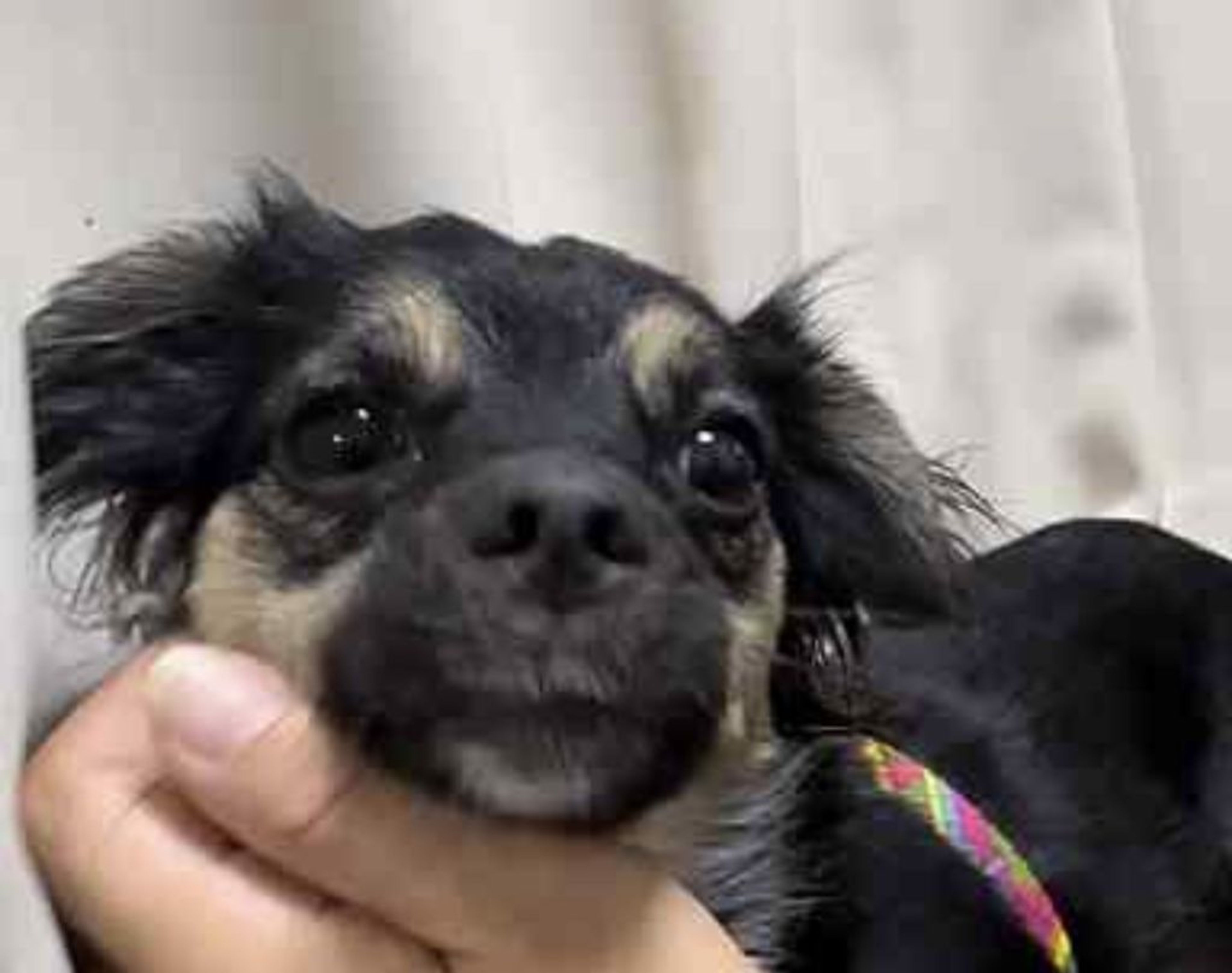 pet-image-8