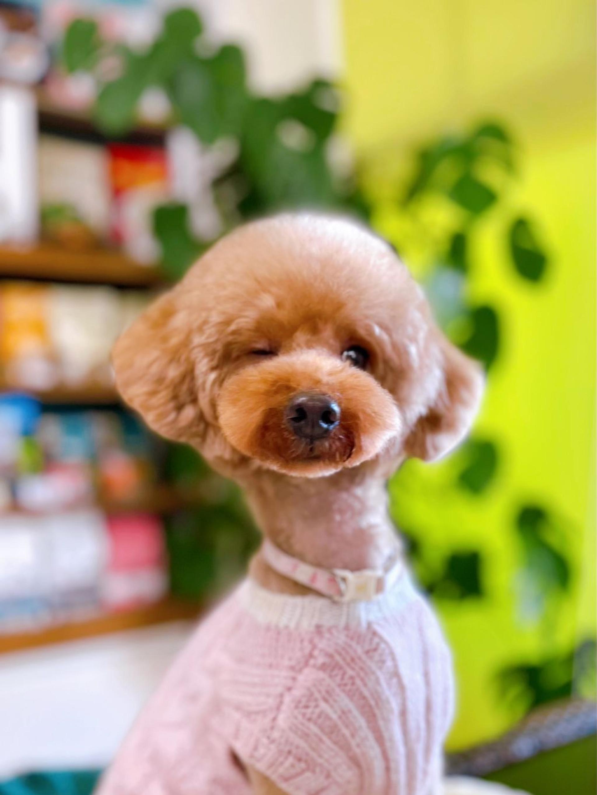 pet-image-2