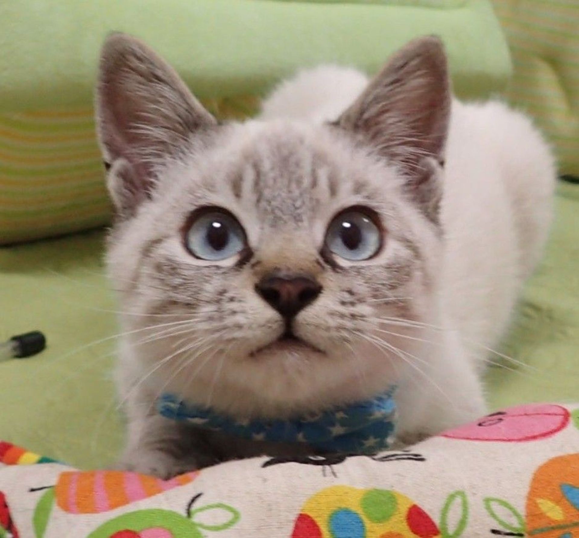 雑種（ミックス猫）・オスの里親募集の写真