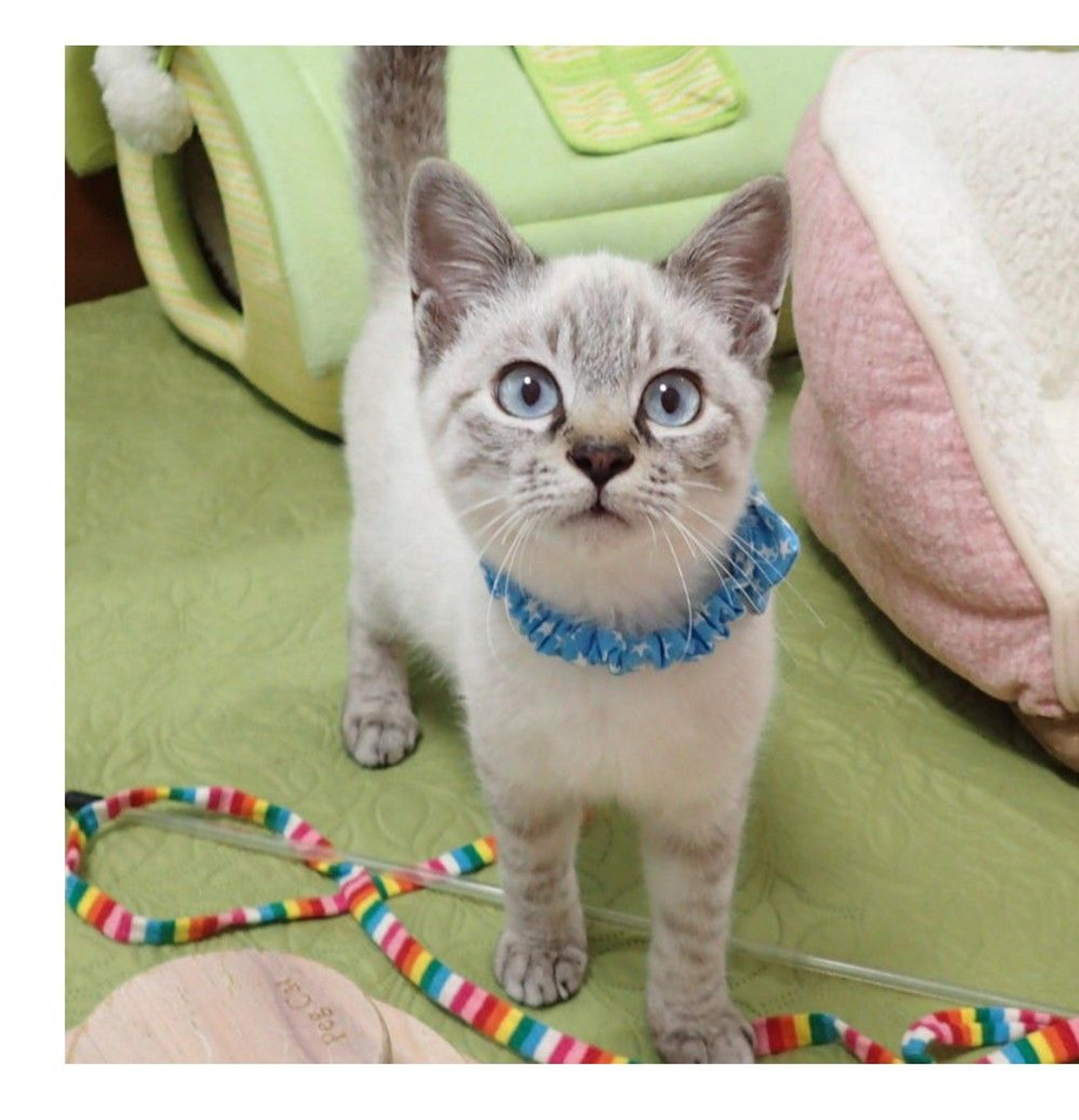 pet-image-2