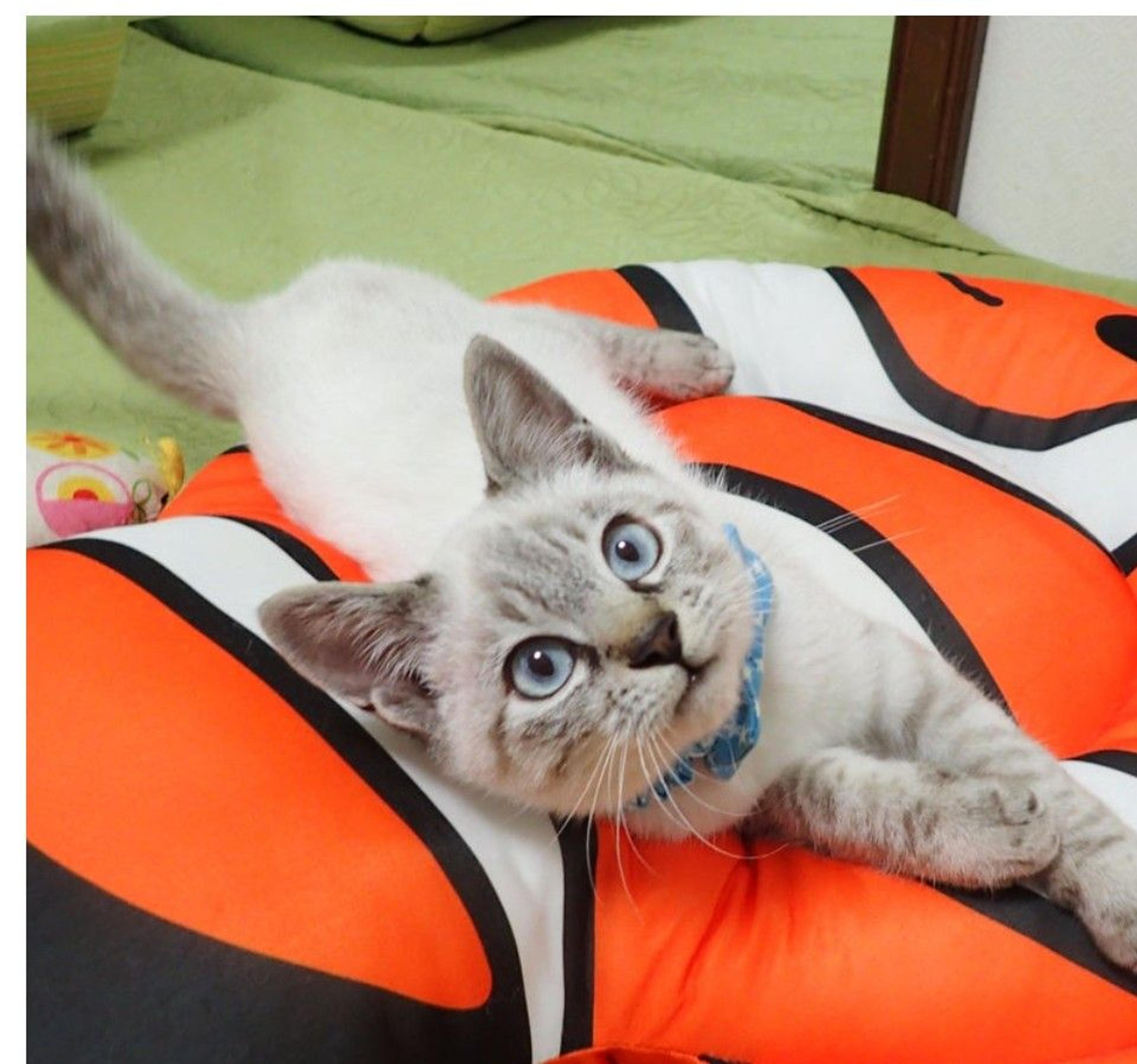 pet-image-4