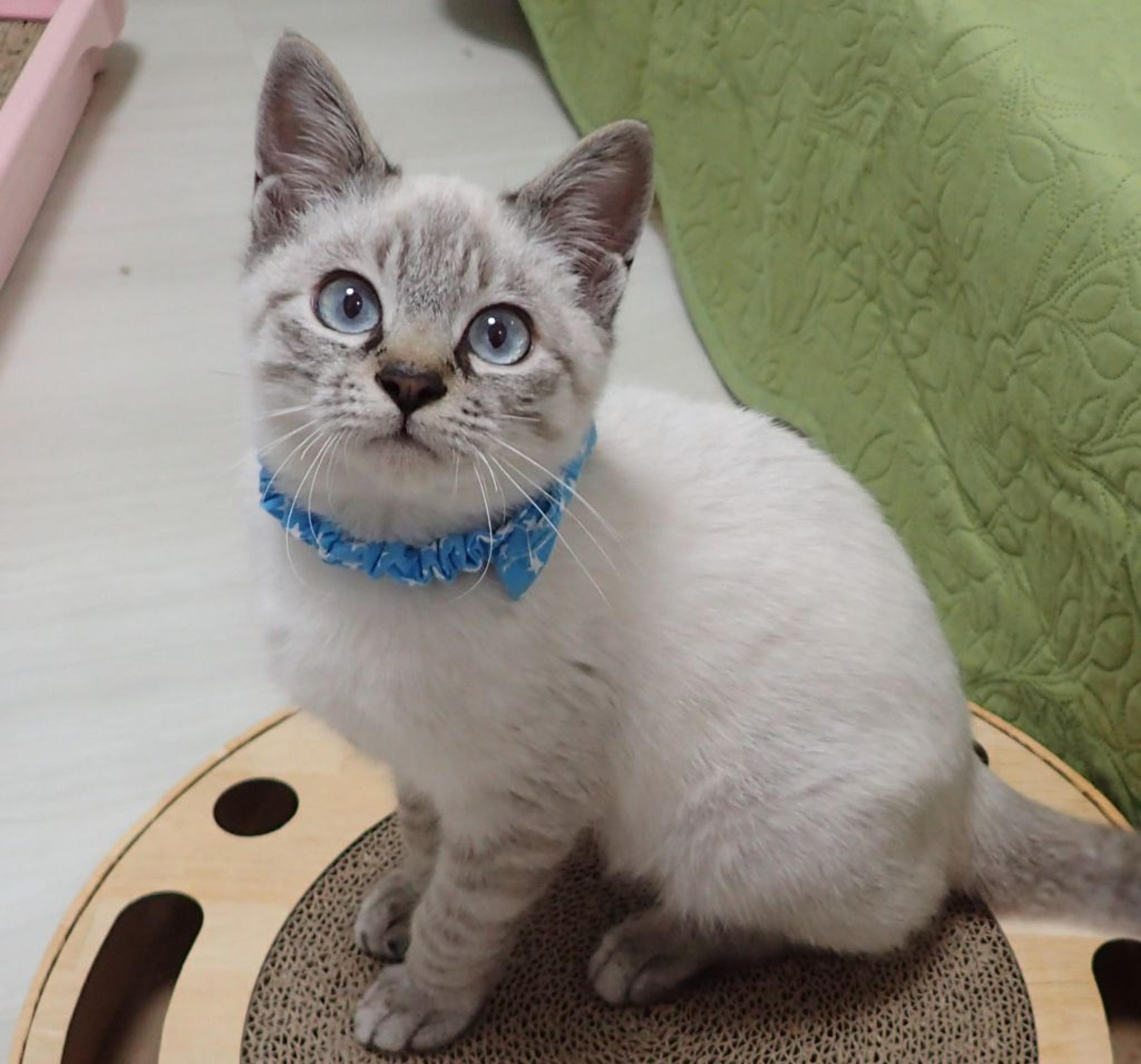 pet-image-3