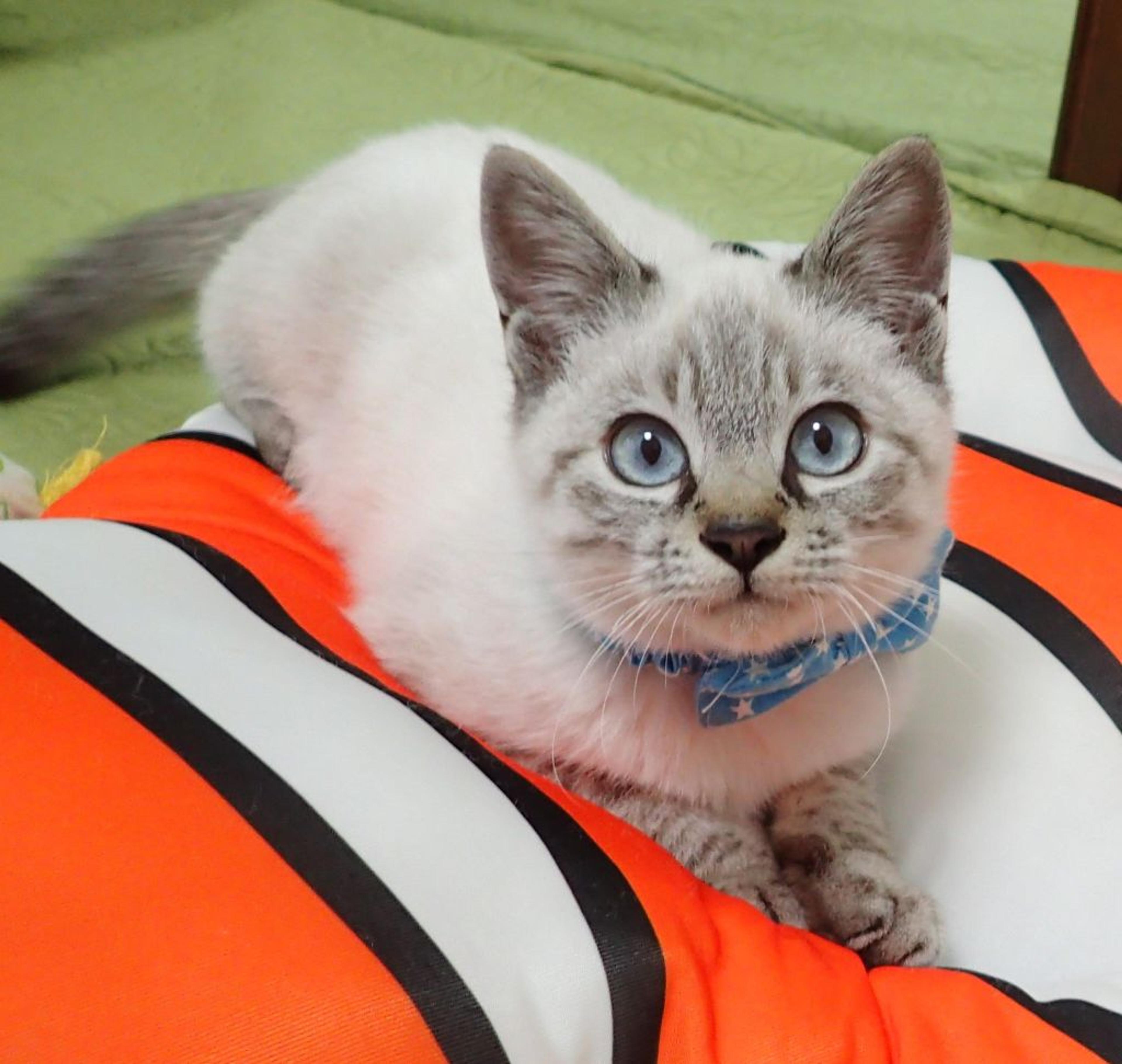 pet-image-5