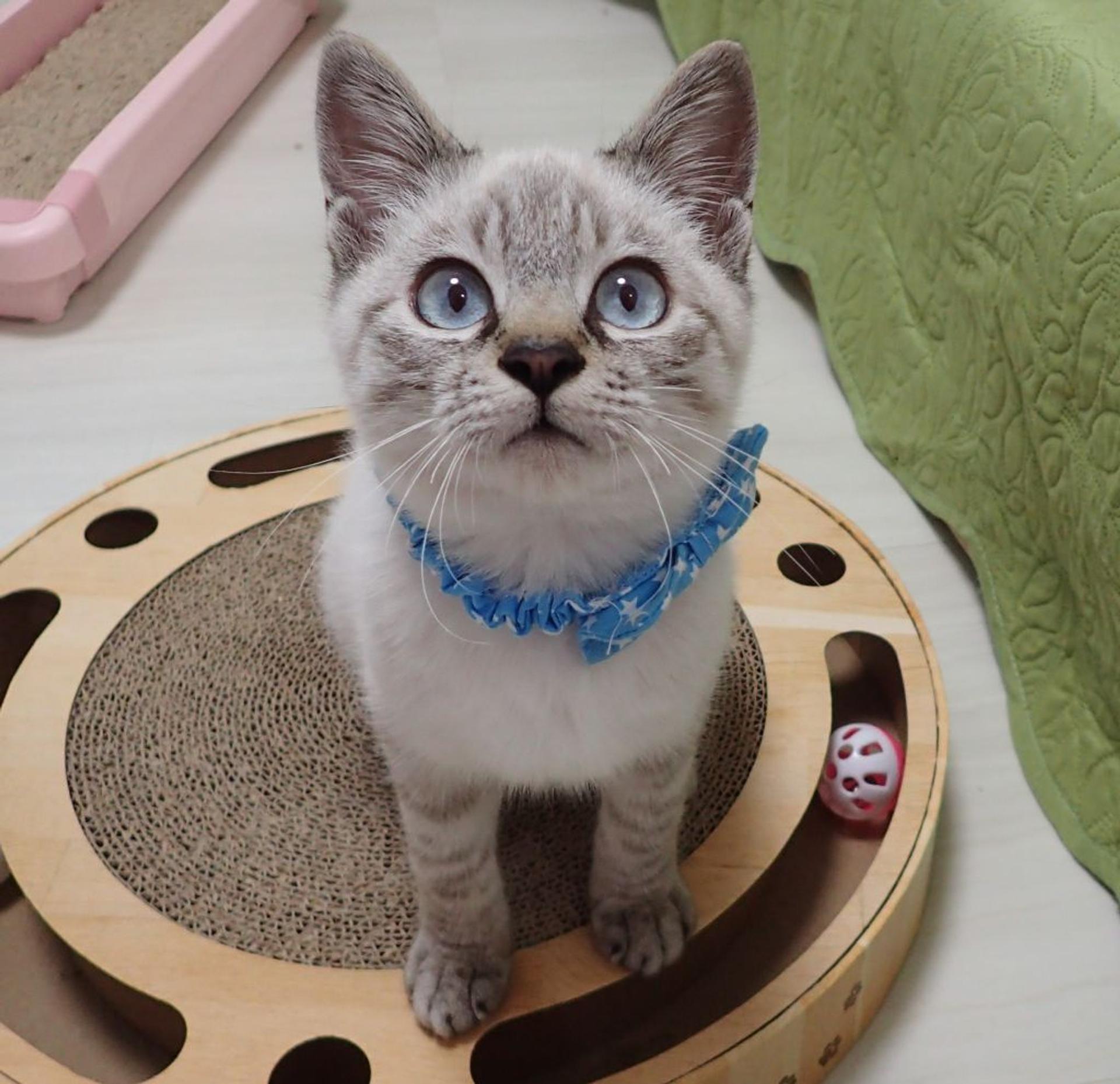 pet-image-6