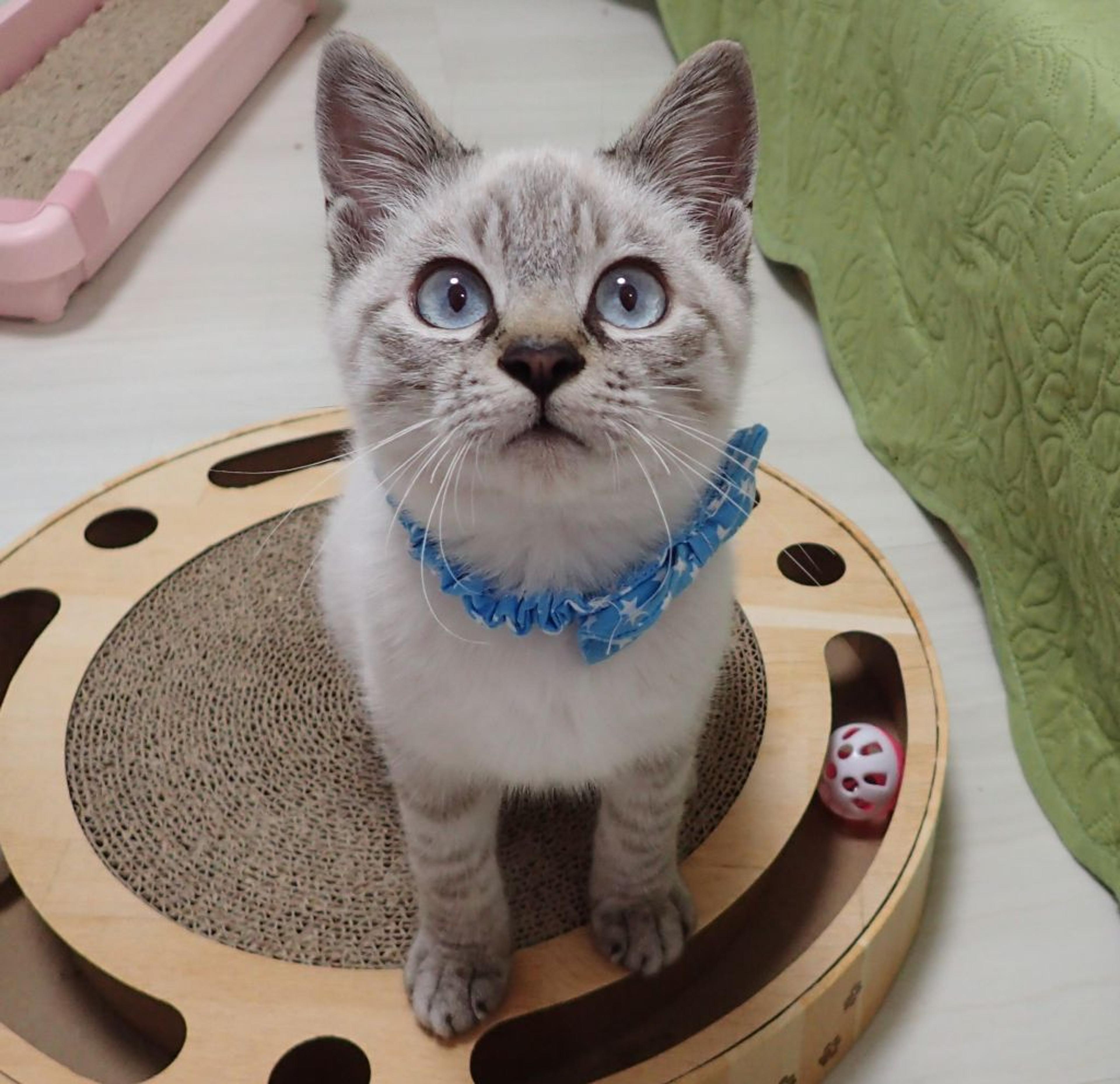 pet-image-6