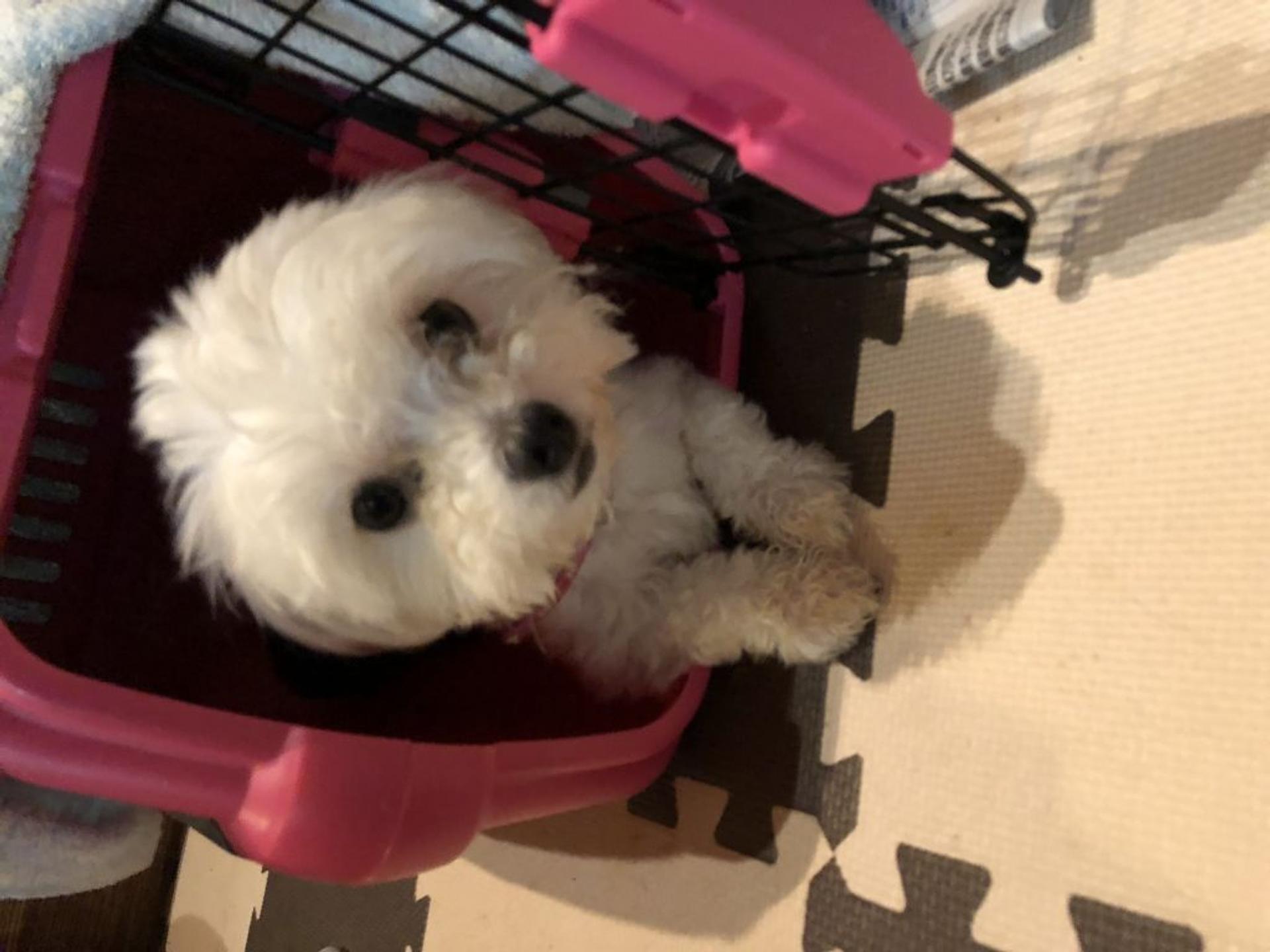 pet-image-2