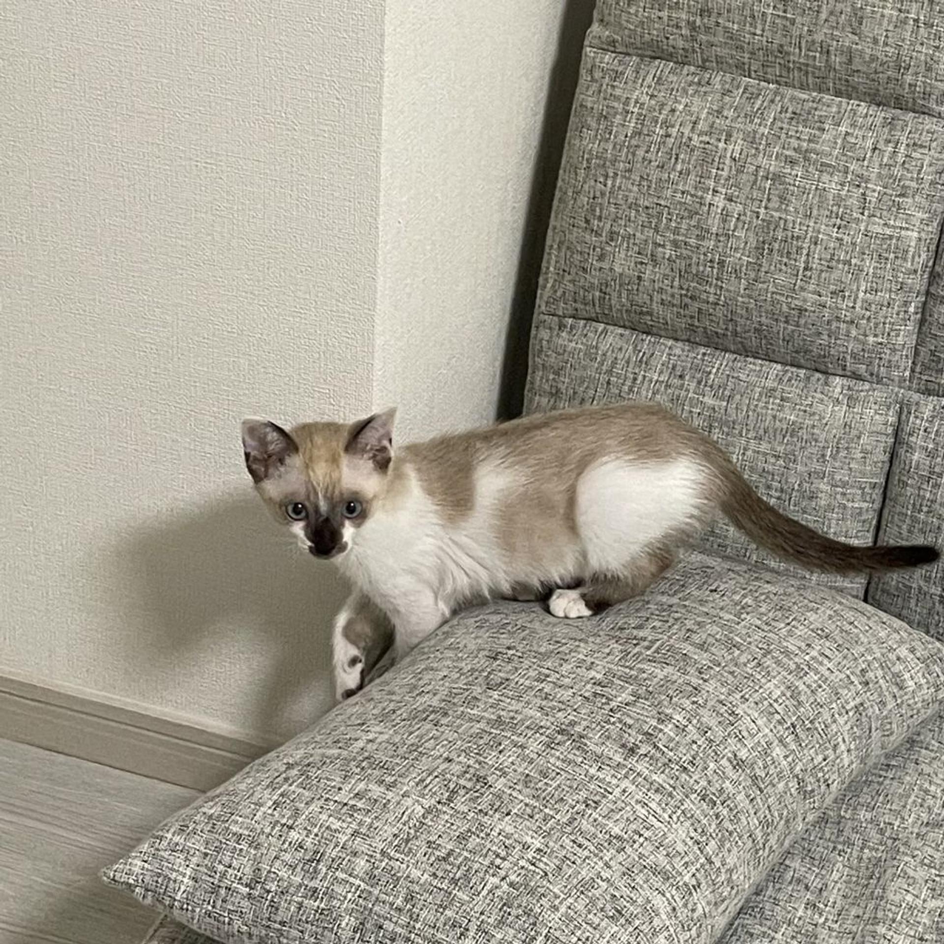 pet-image-6