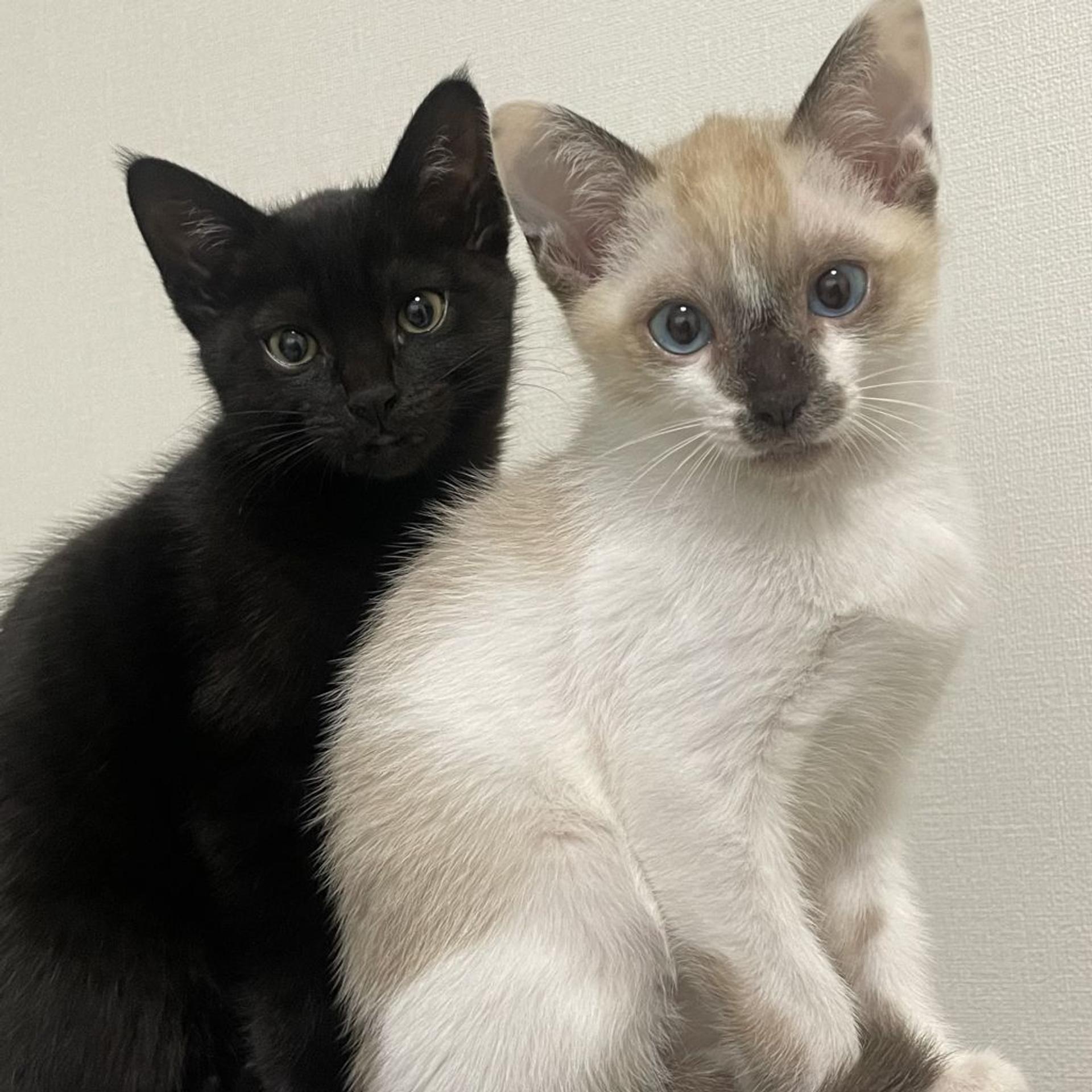 pet-image-9