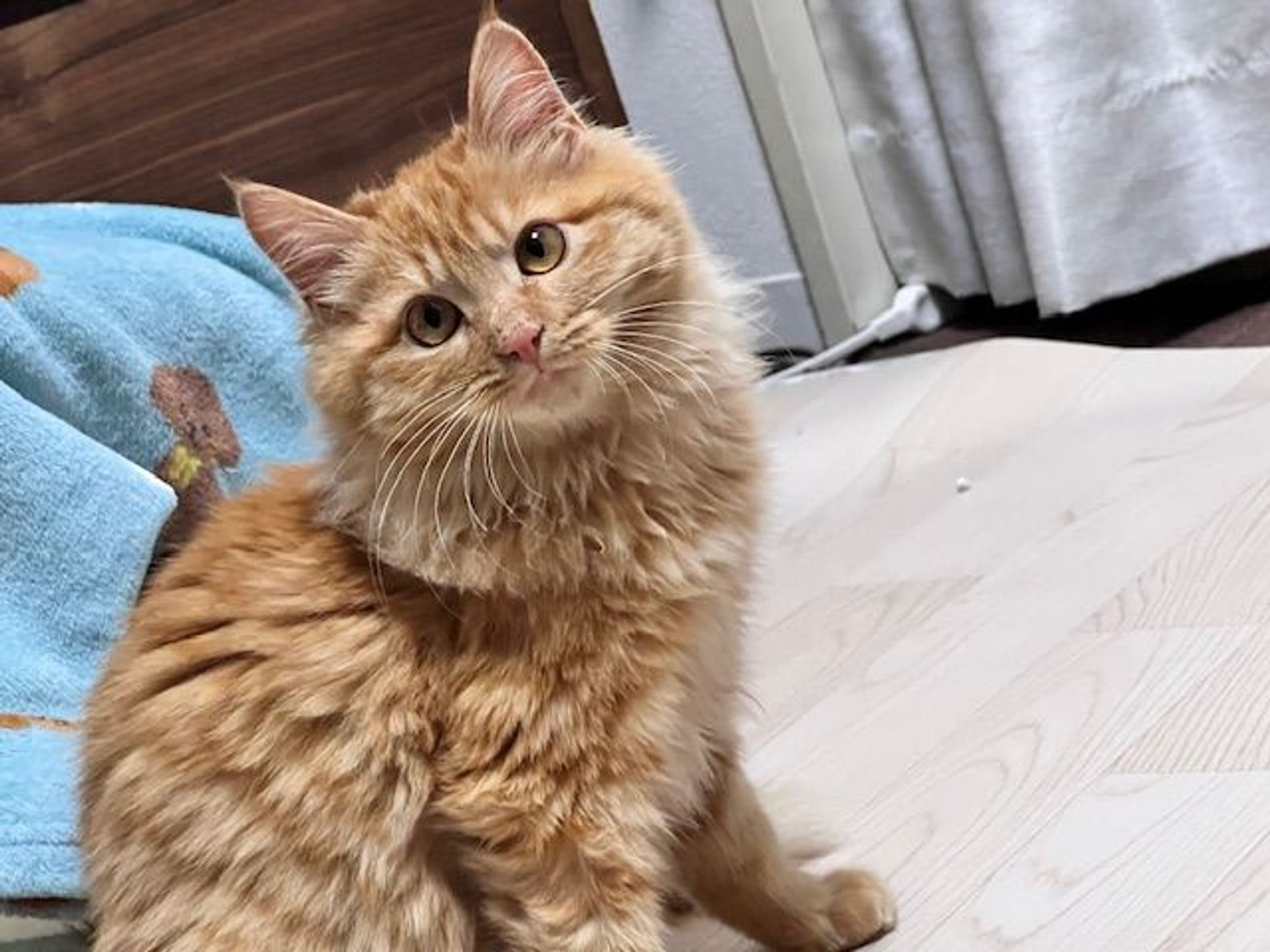雑種（ミックス猫）・オスの里親募集の写真