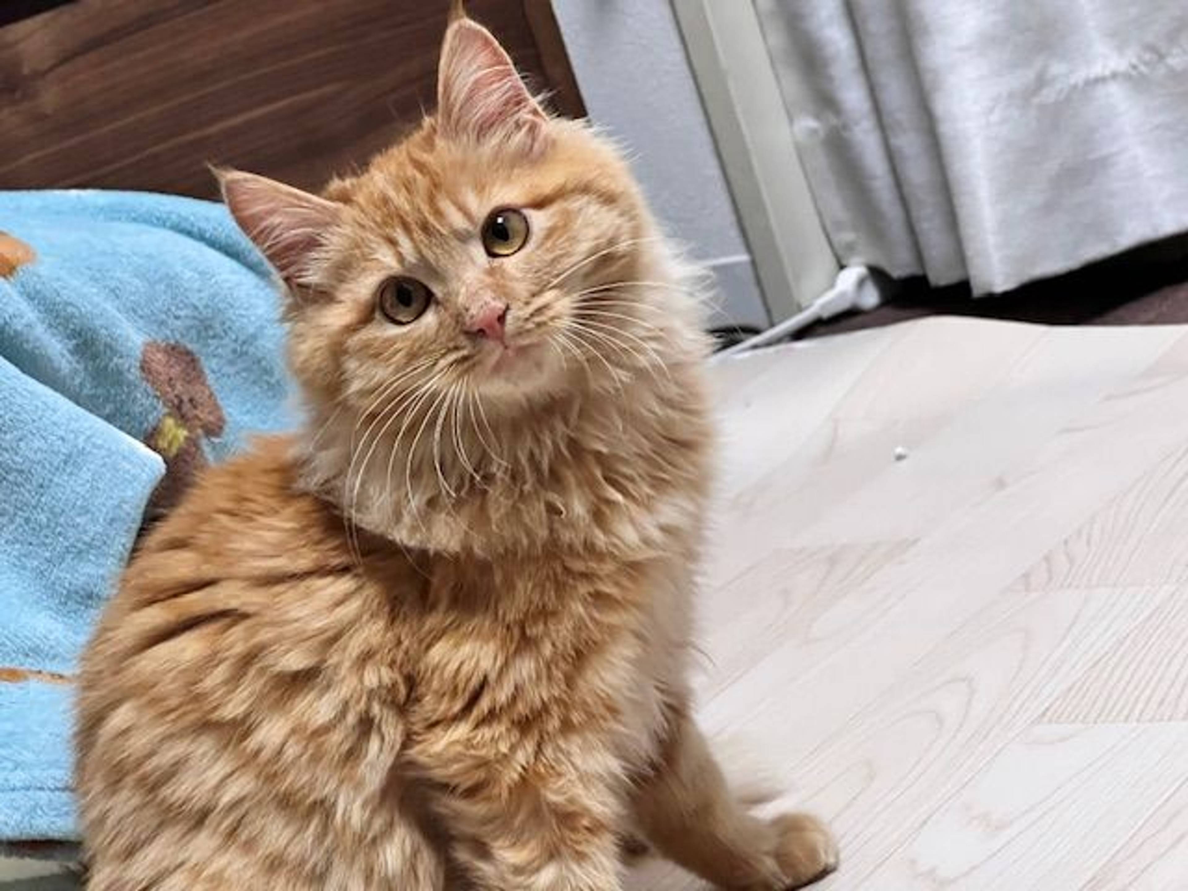 雑種（ミックス猫）・オスの里親募集の写真