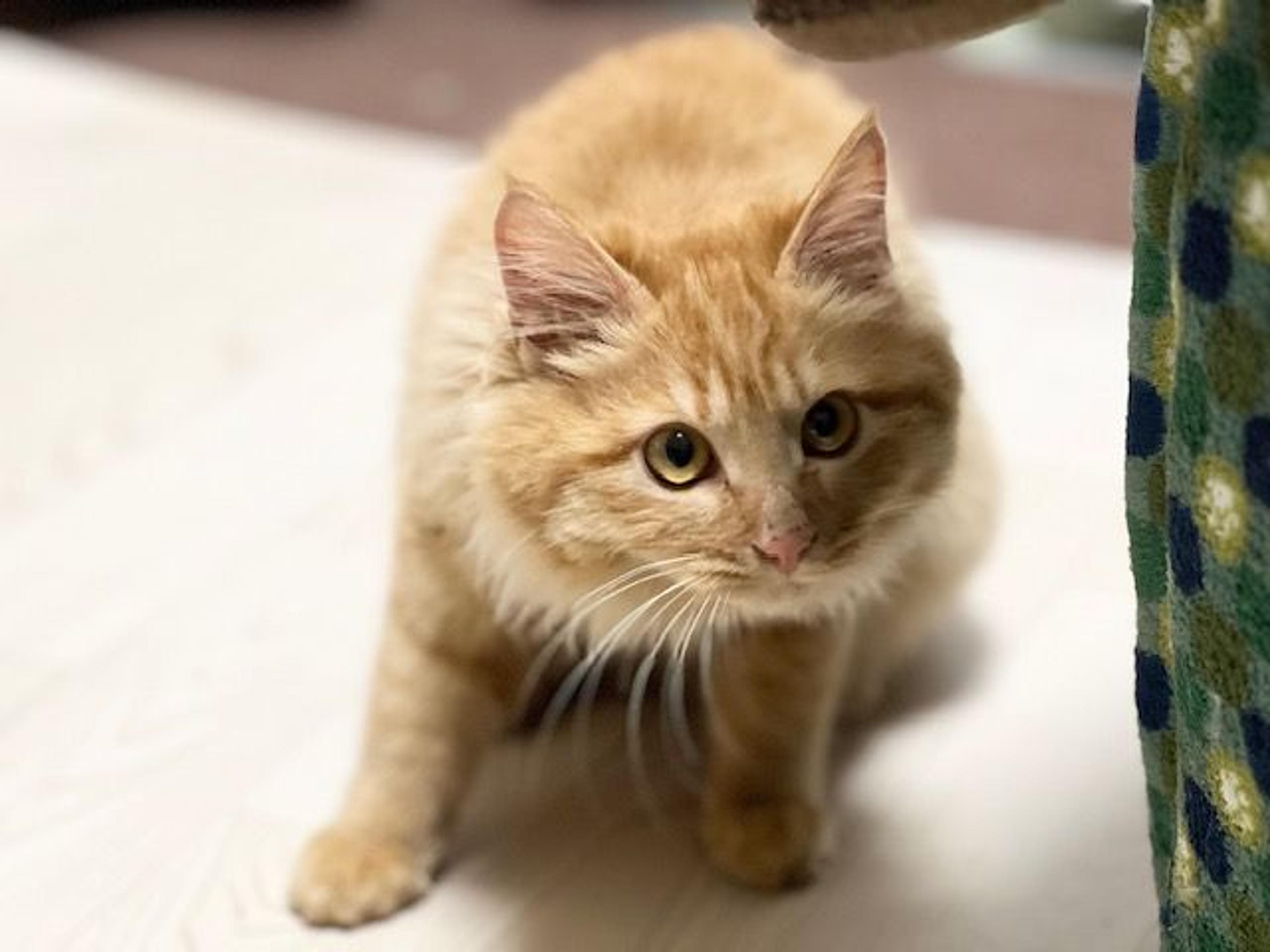 pet-image-3