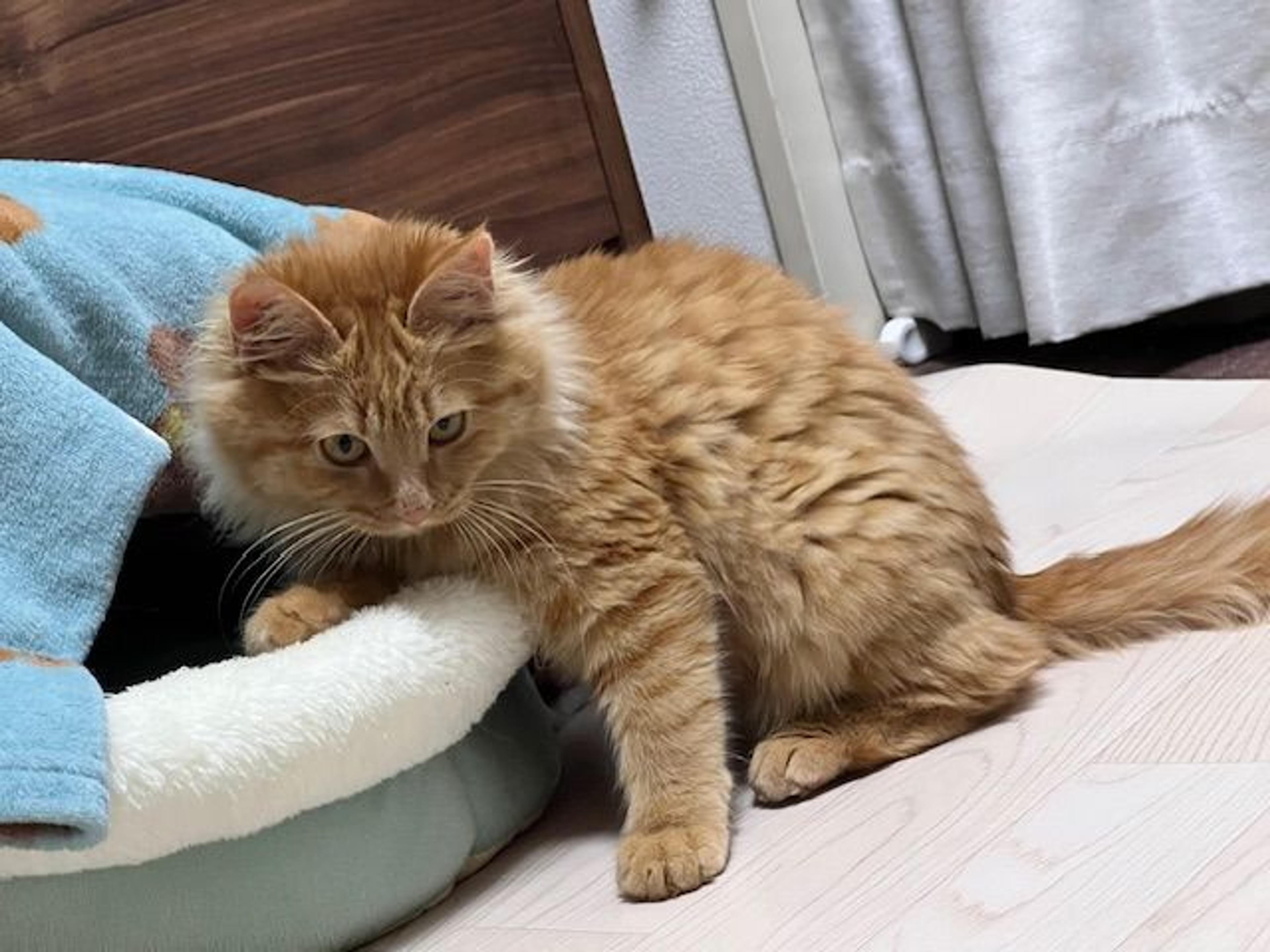 pet-image-4