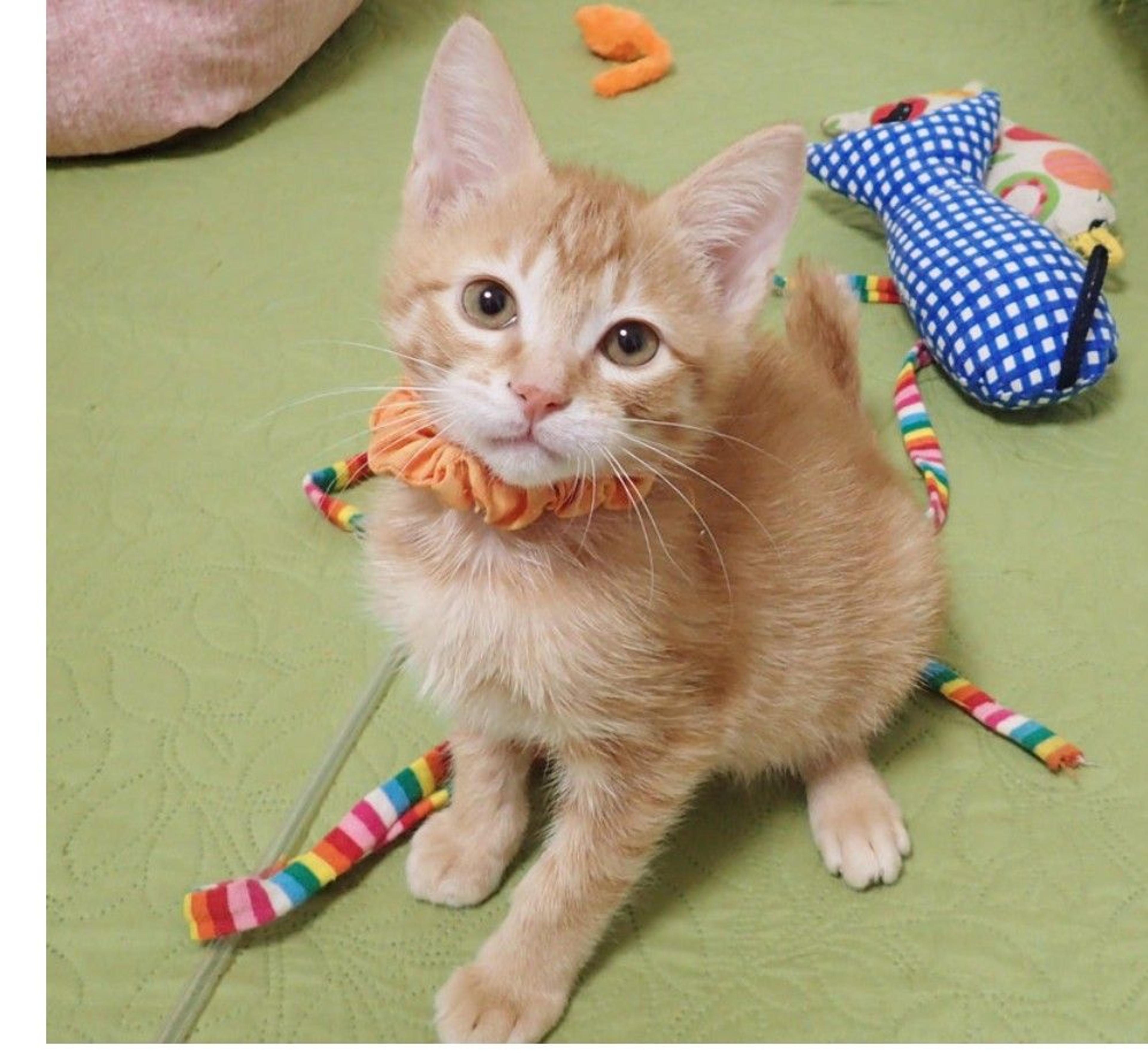 pet-image-3