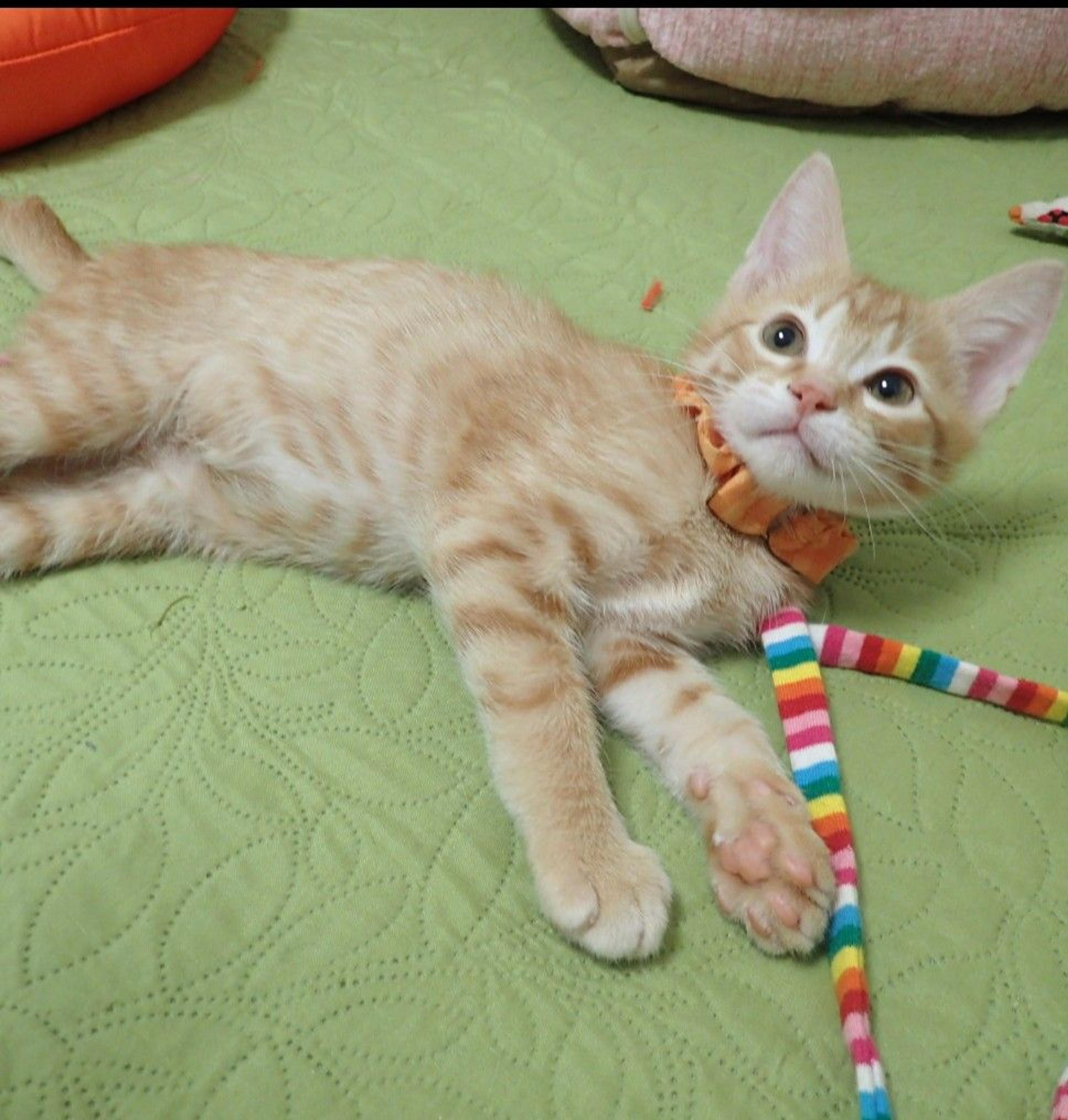 pet-image-5