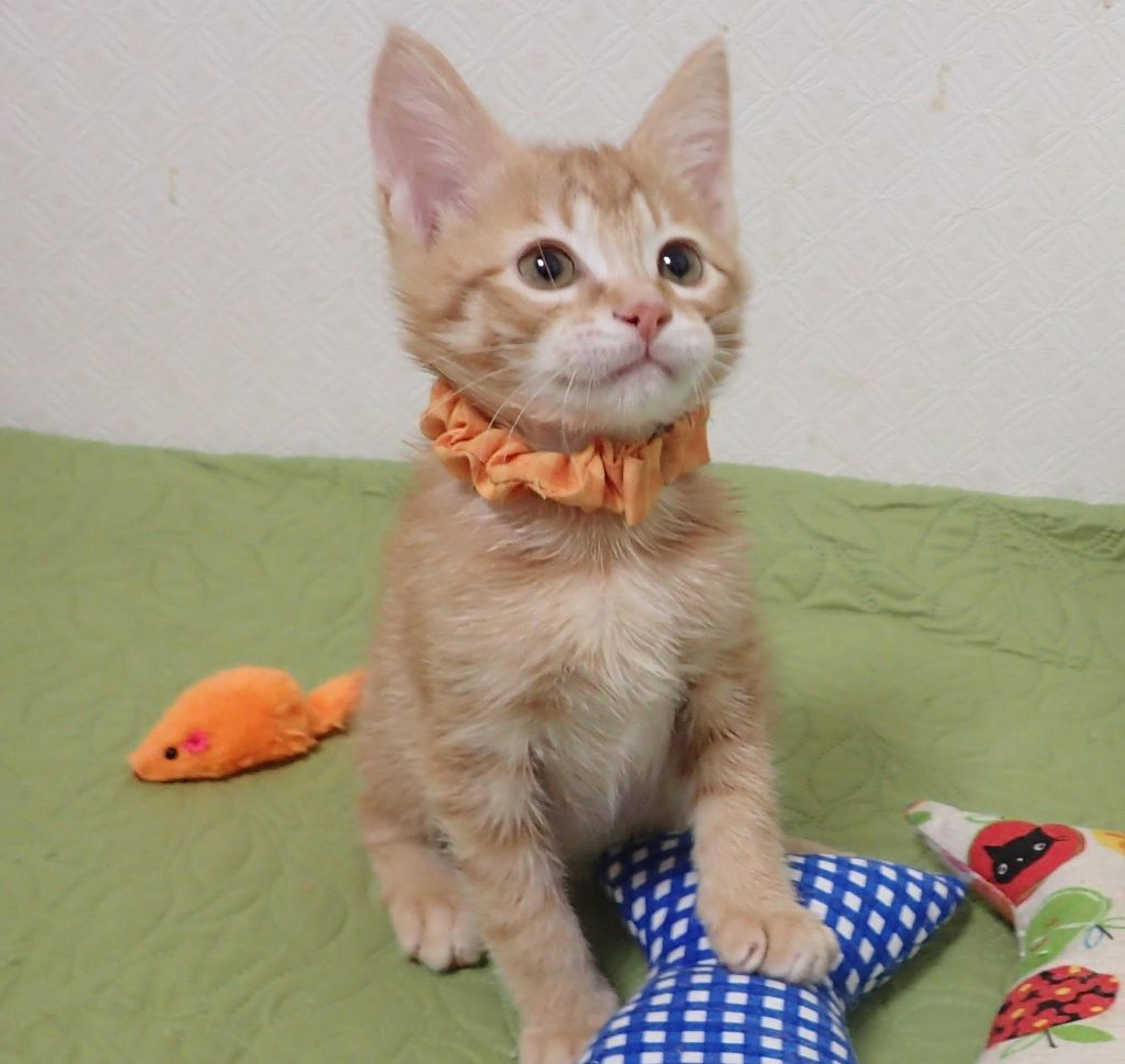 pet-image-4
