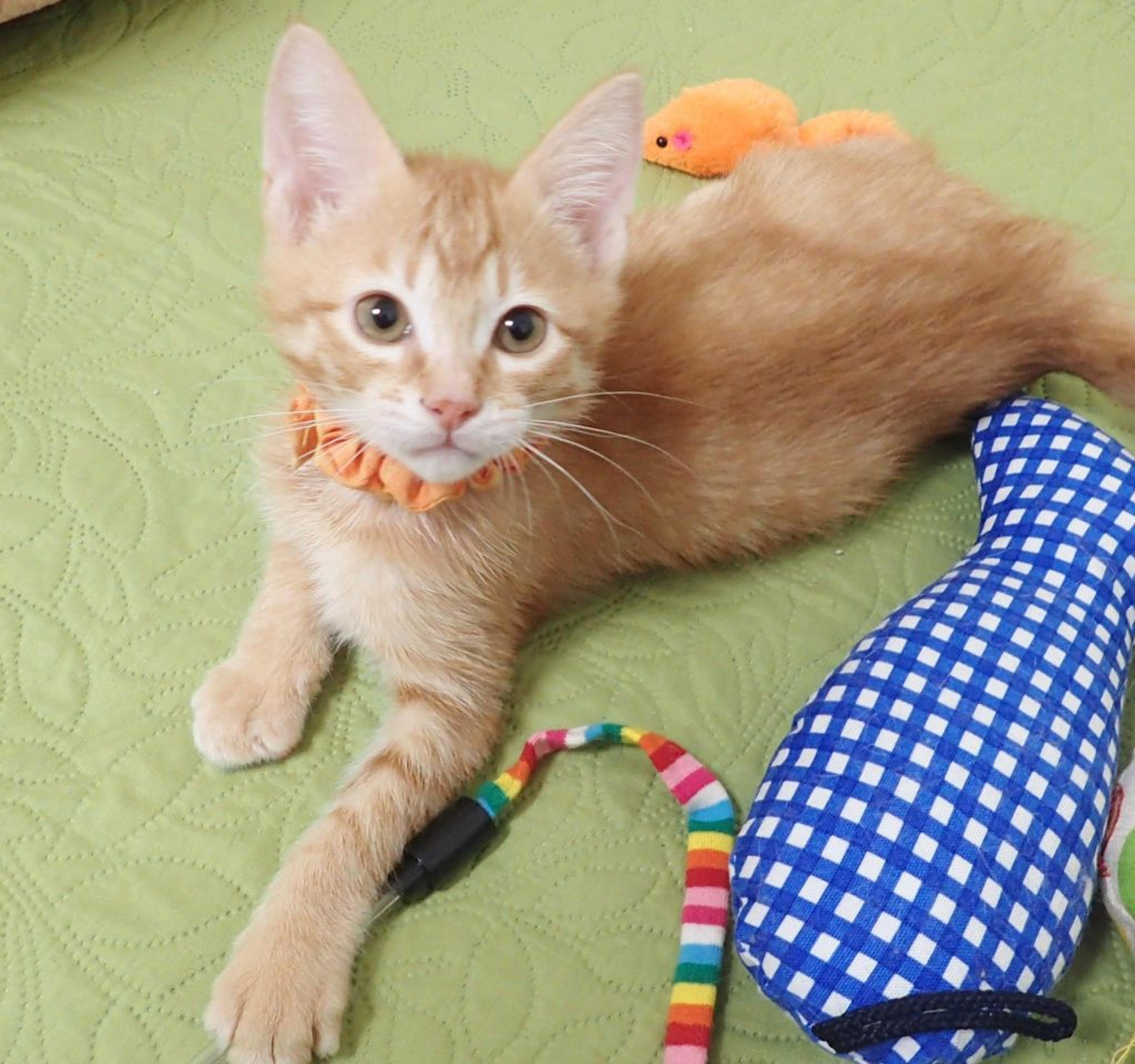 pet-image-6