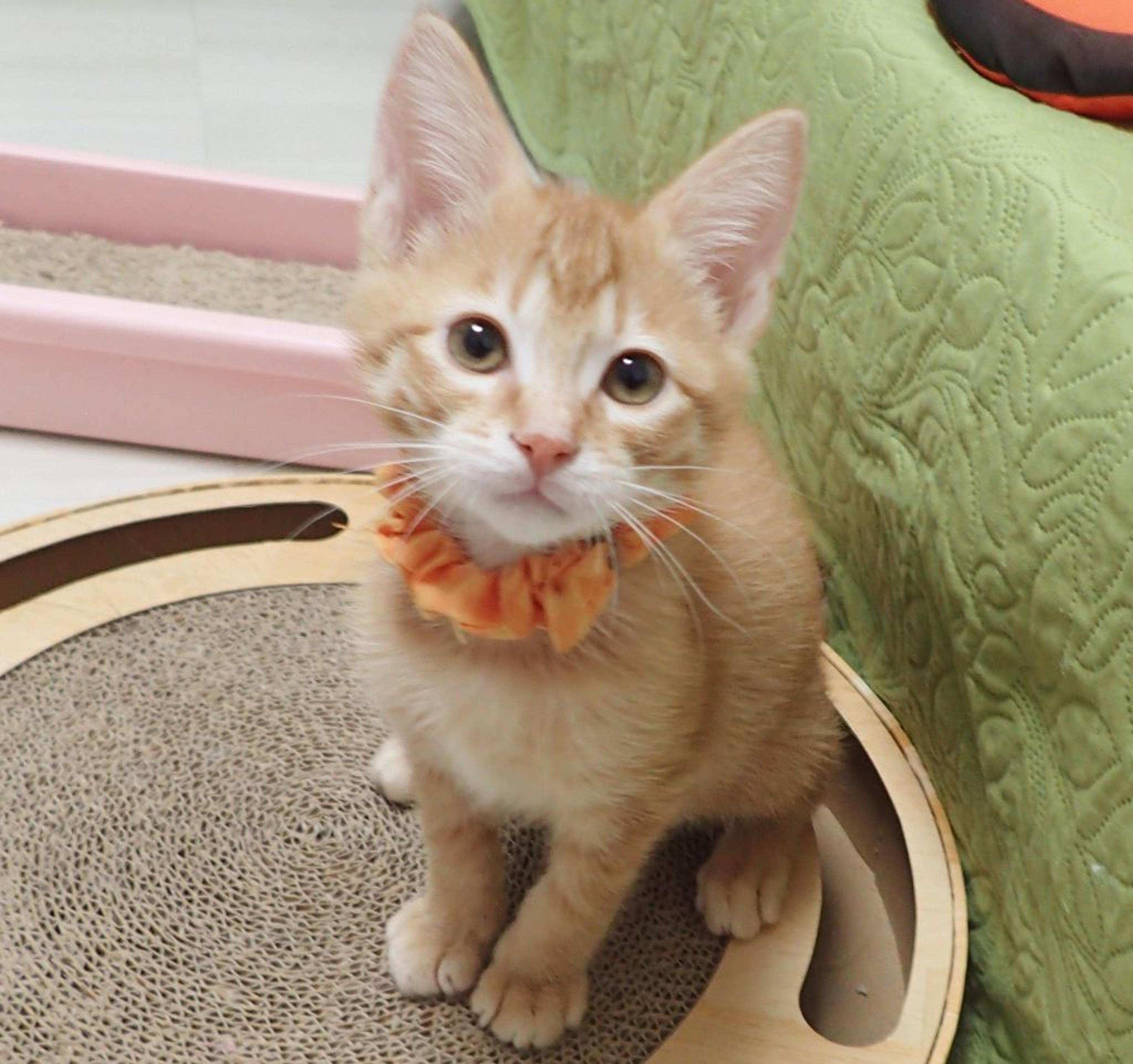 pet-image-7