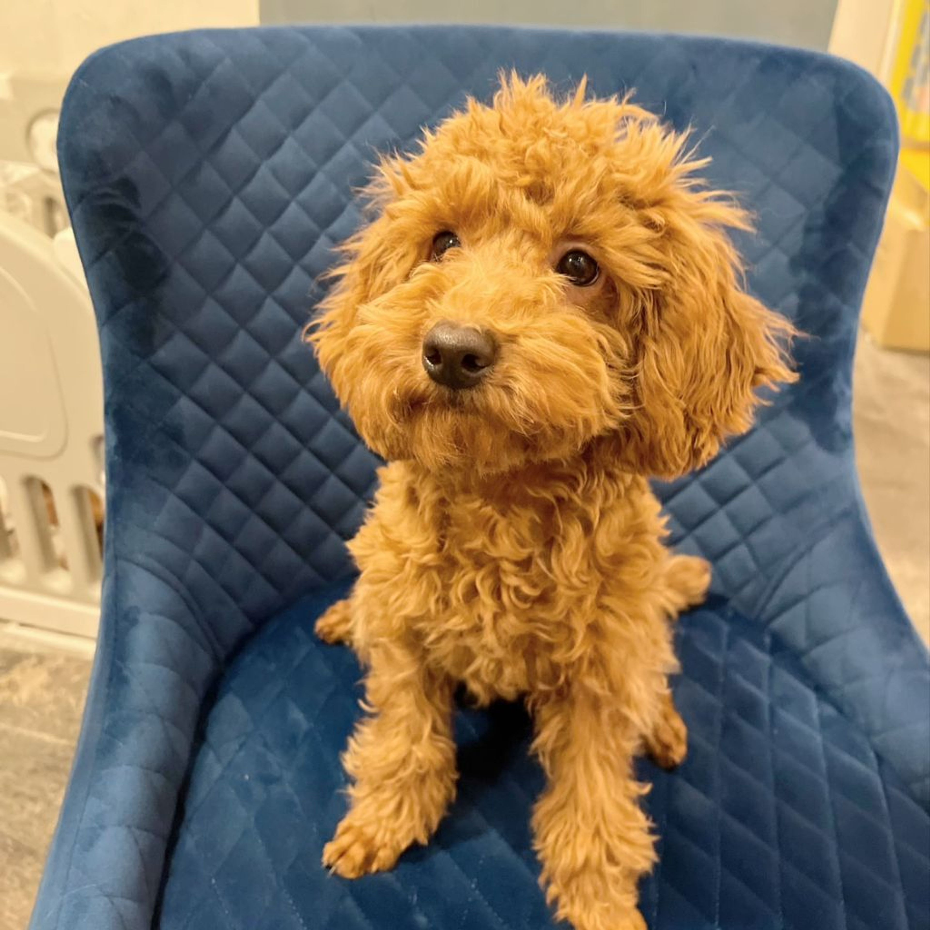 pet-image-3