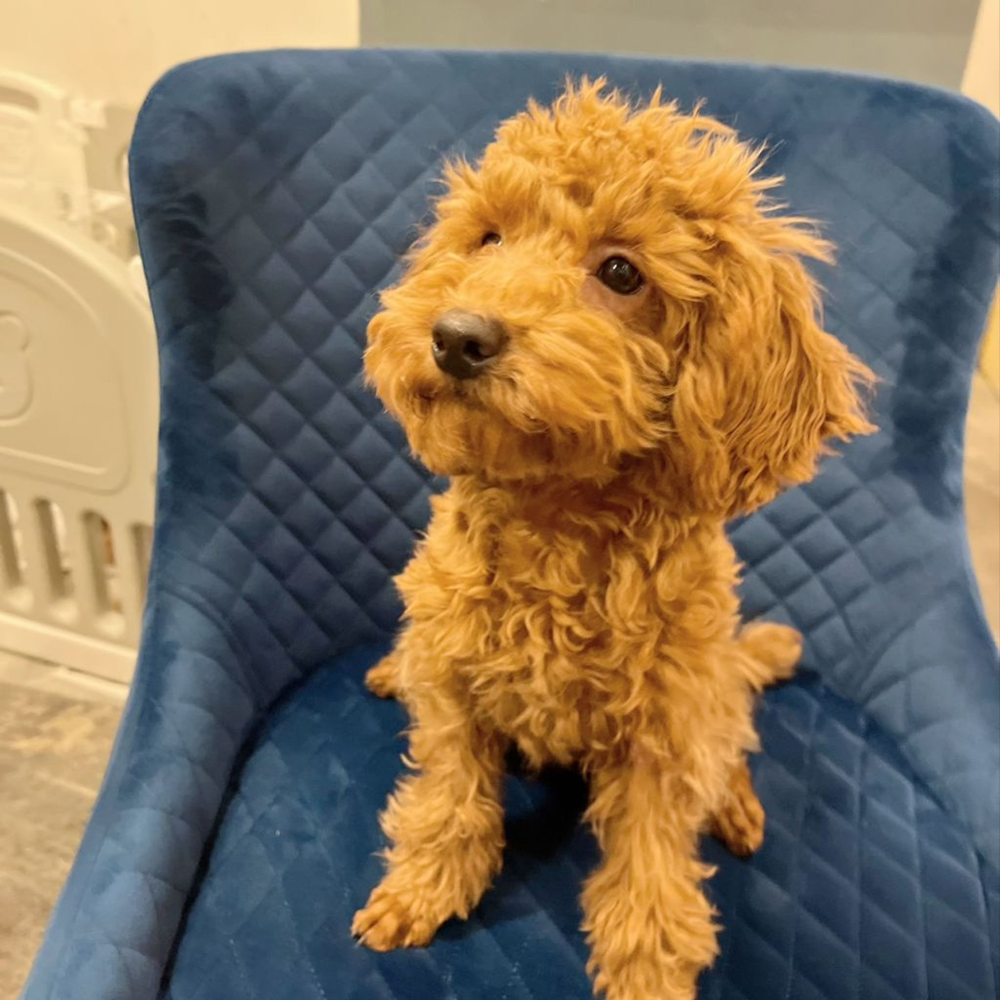pet-image-4