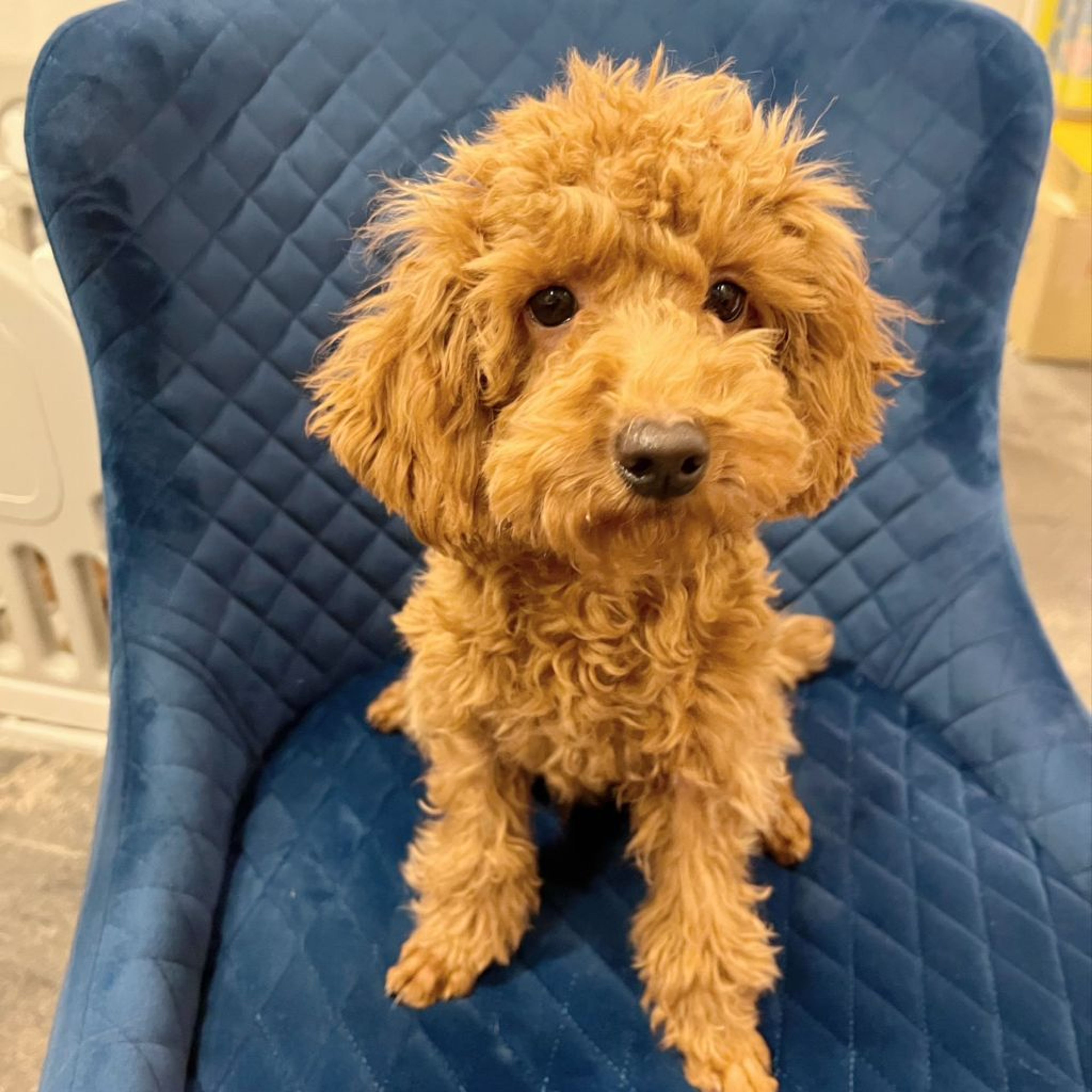 pet-image-5