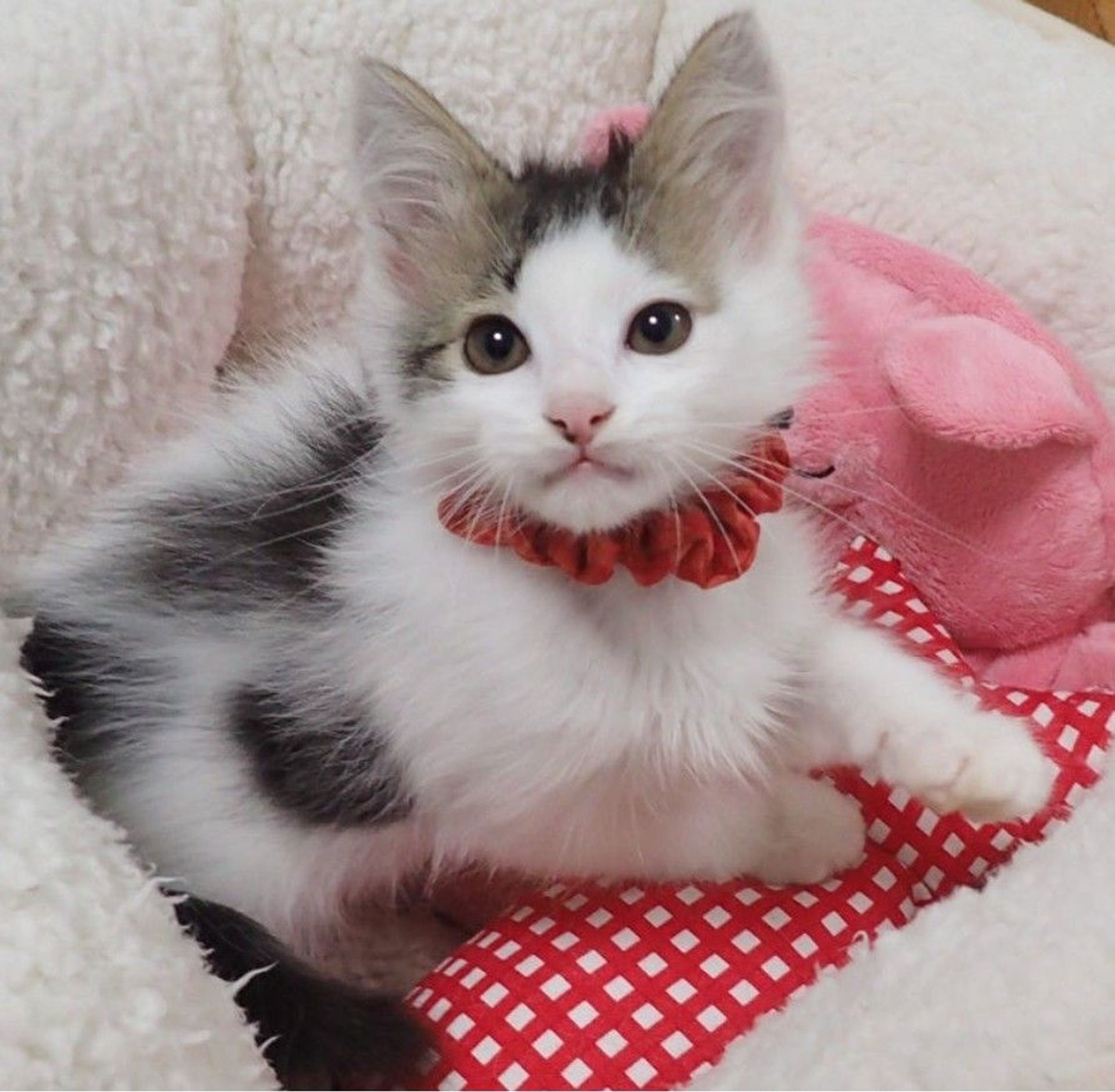 雑種（ミックス猫）・メスの里親募集の写真
