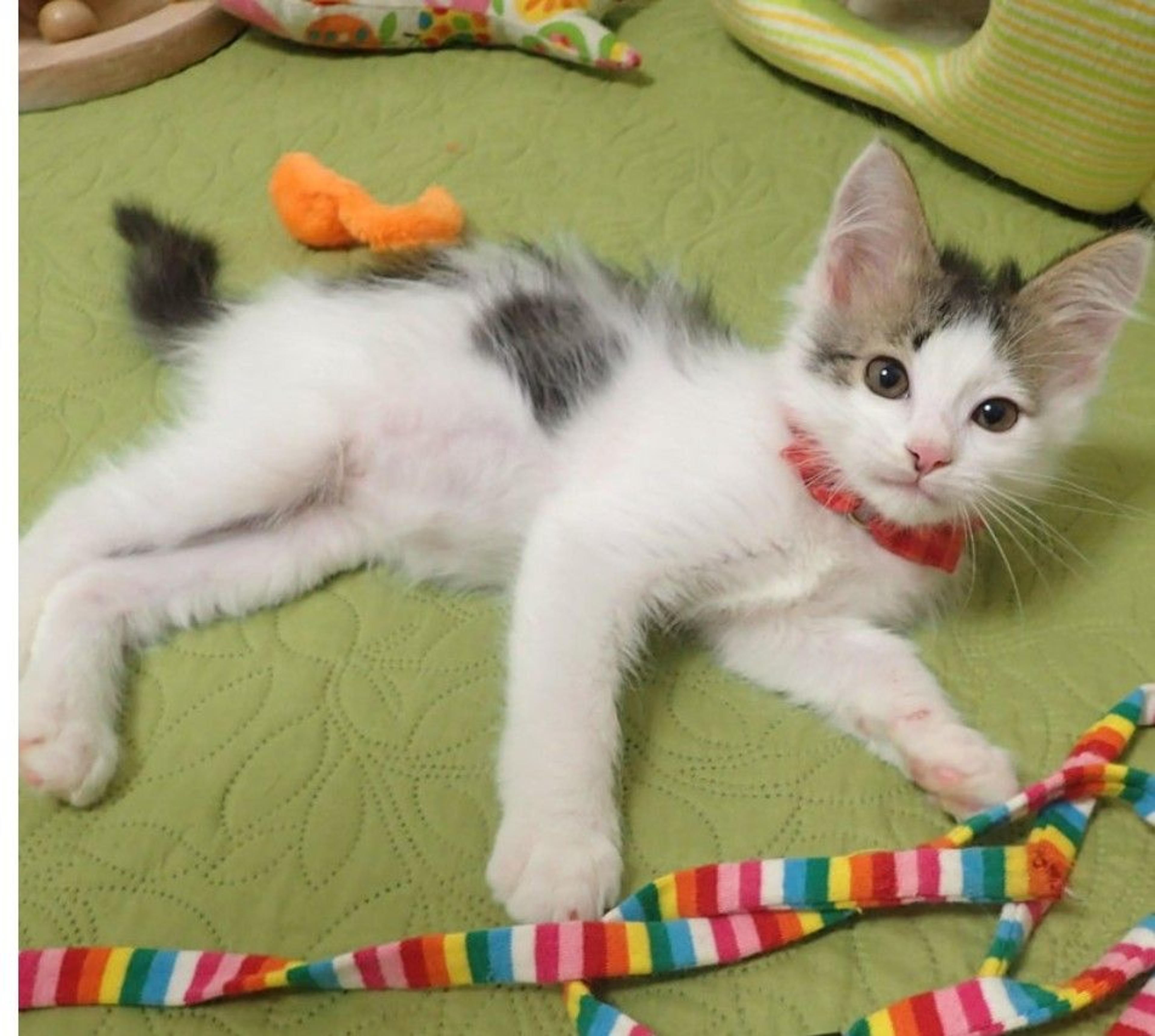 pet-image-3