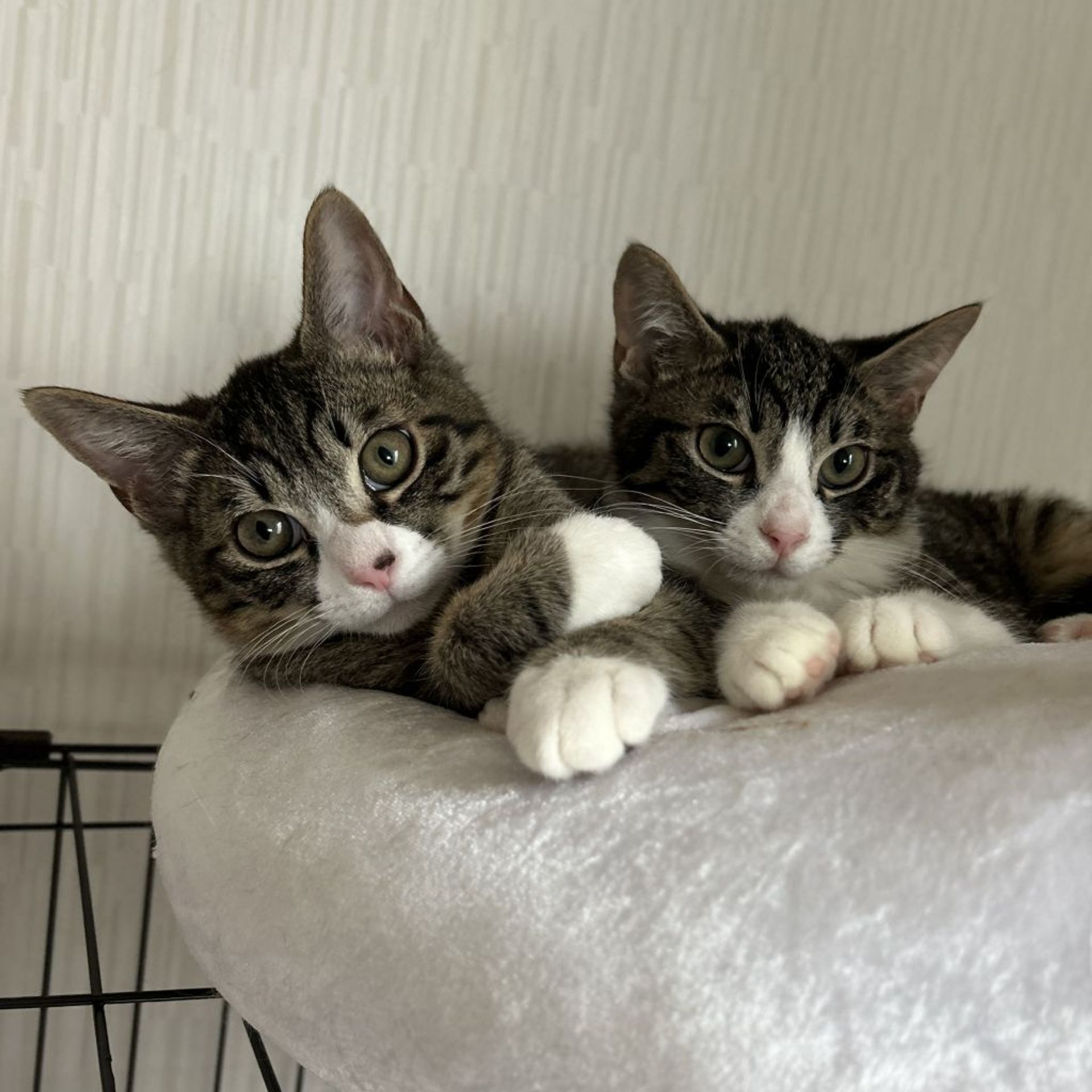 雑種（ミックス猫）・オスの里親募集の写真